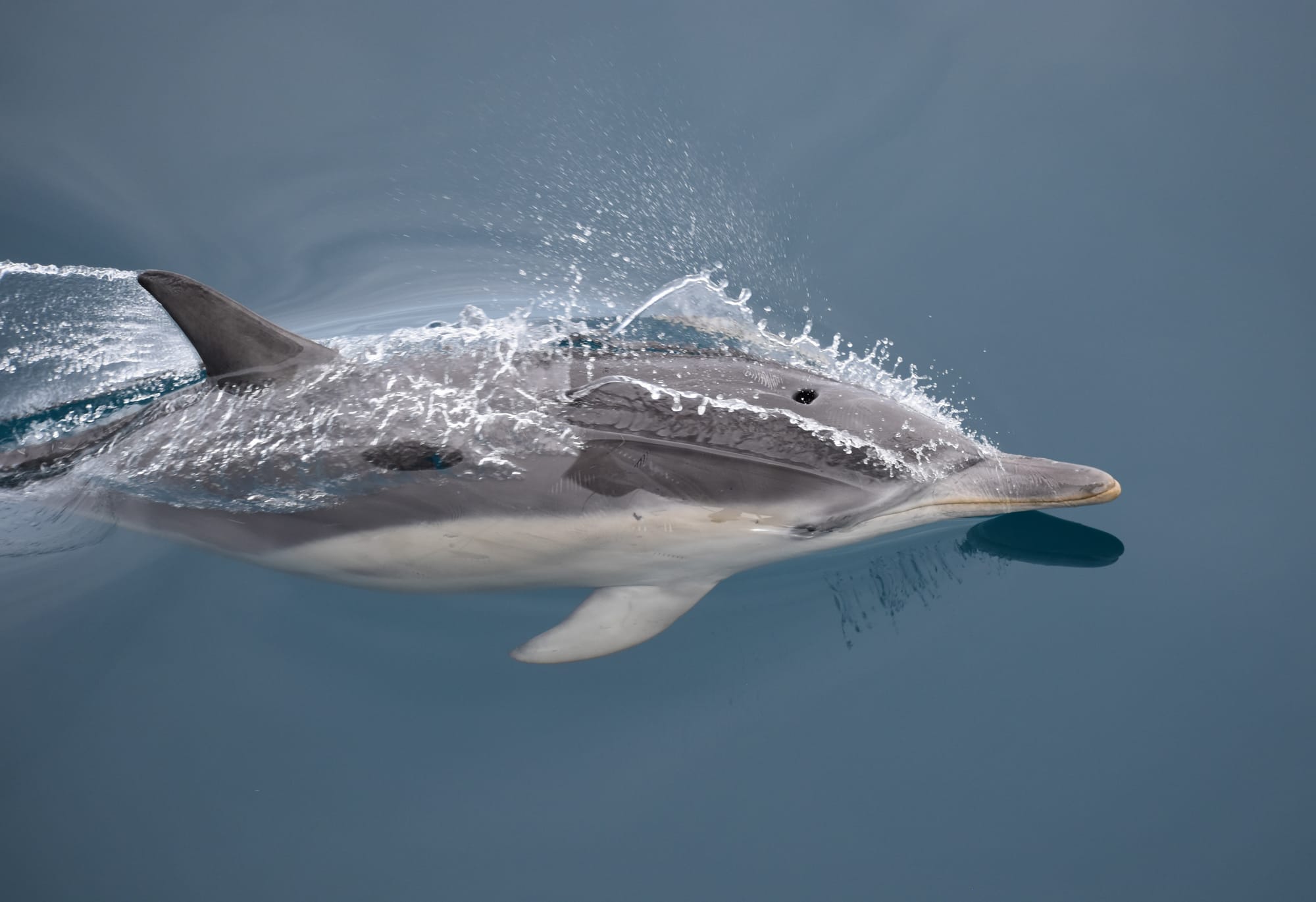 A Marine Mili series: The ocean’s most playful wave dancers