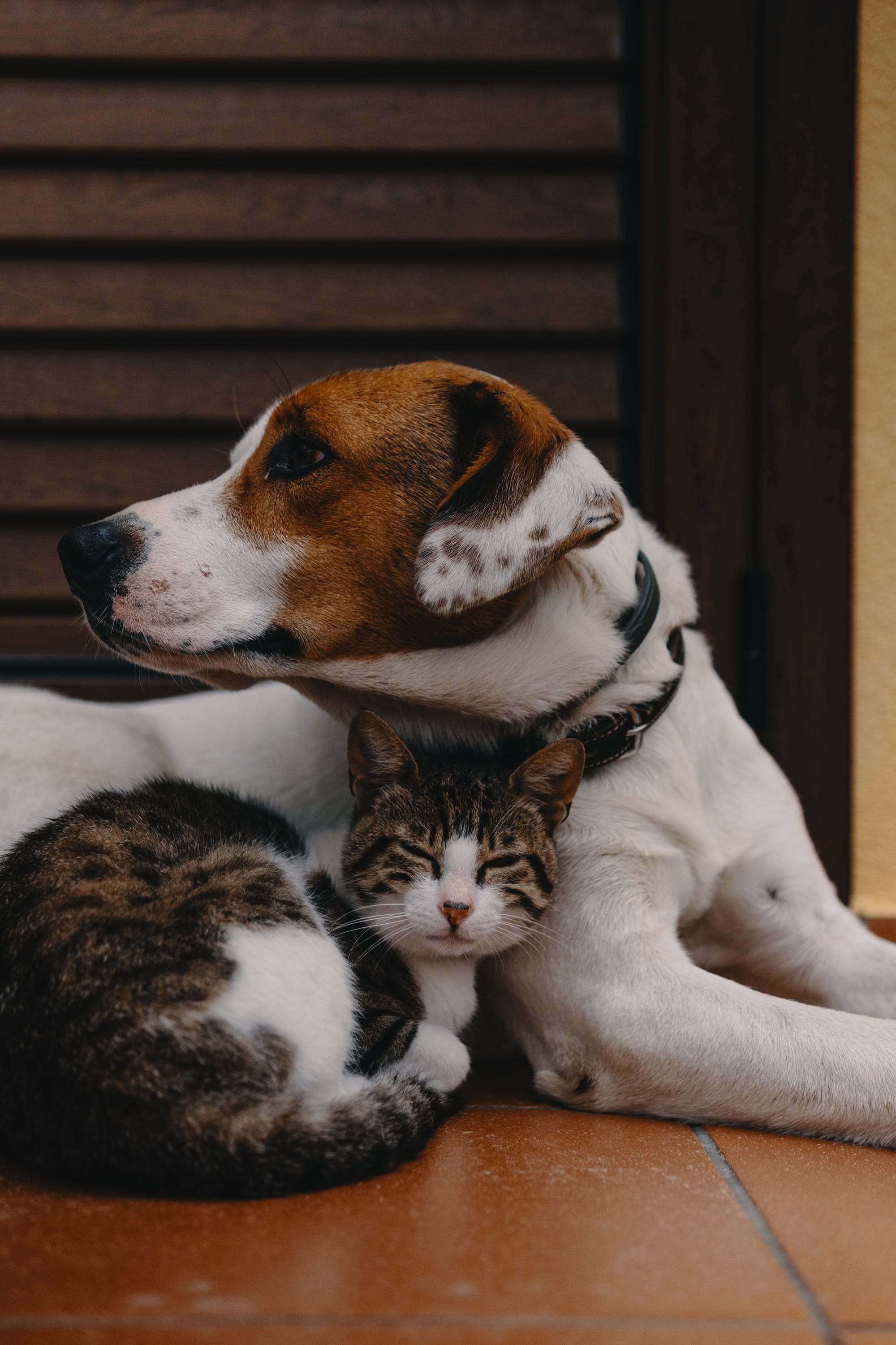 Cats and dogs: facts and figures