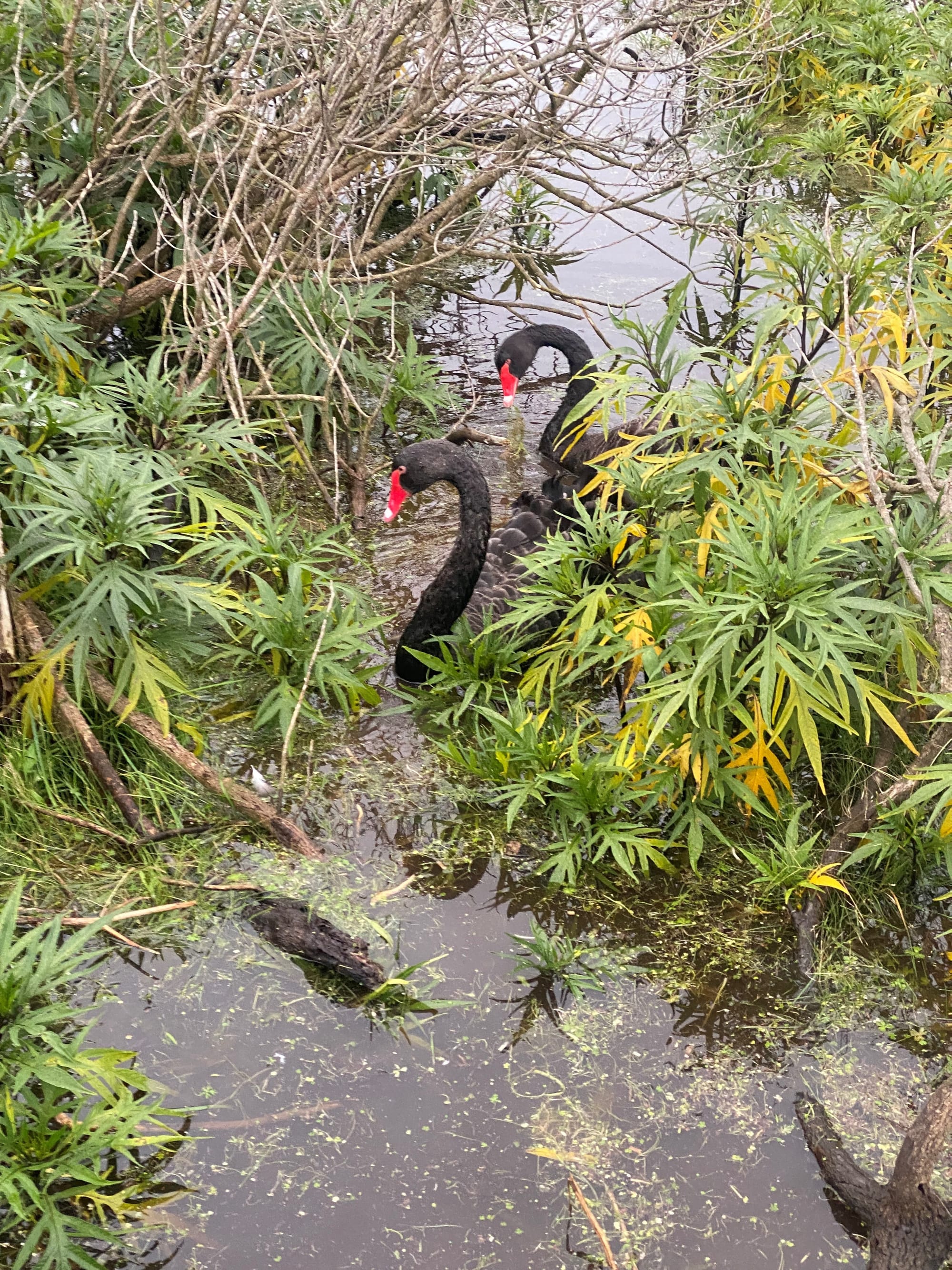 Record number of residents rally to support Kitty Miller