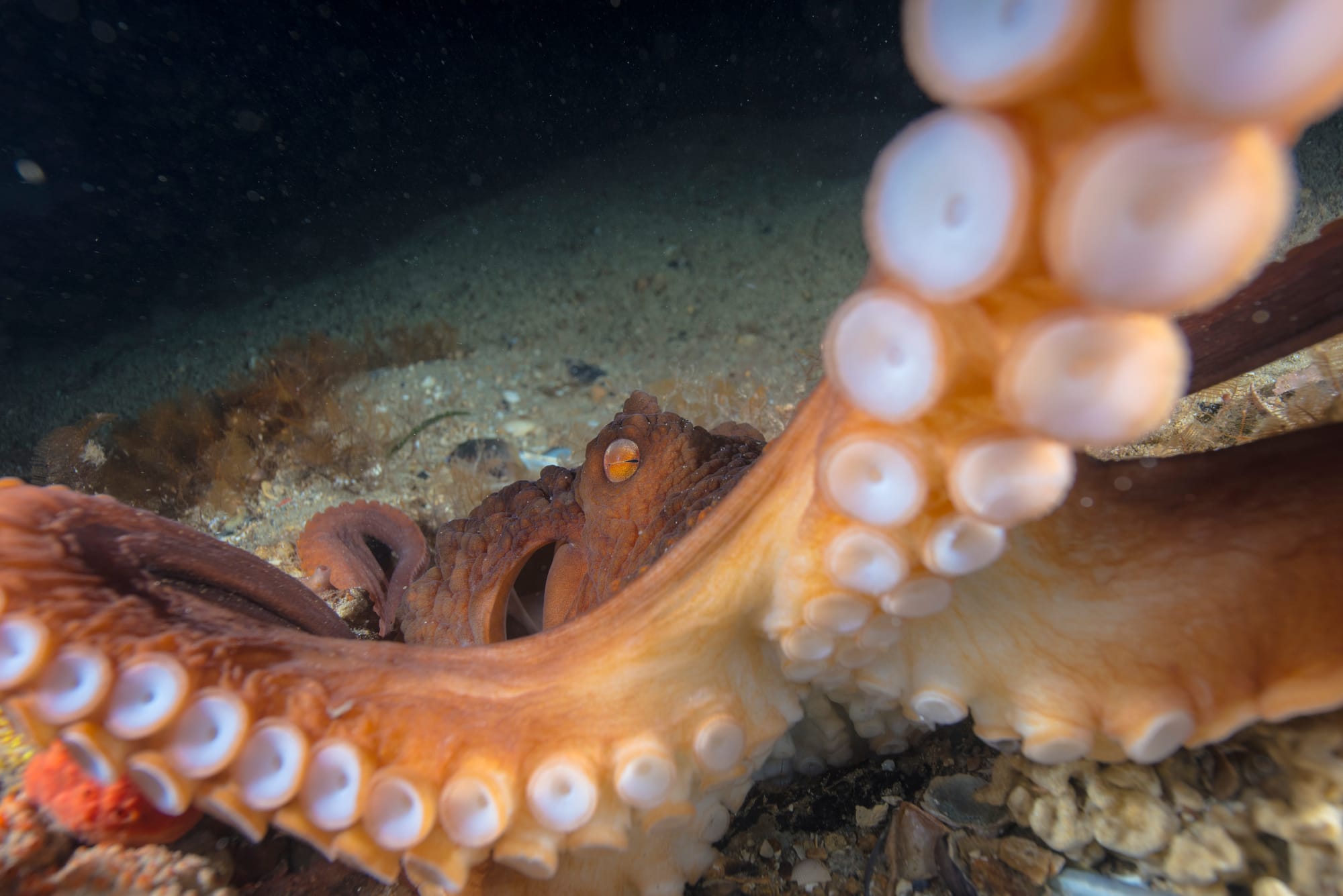 A Marine Mili series: The massive Maori octopus