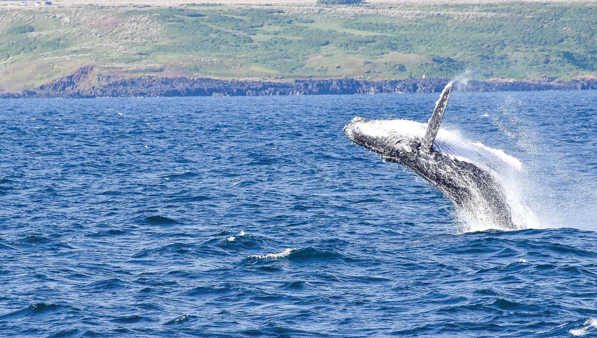 The whales are here!