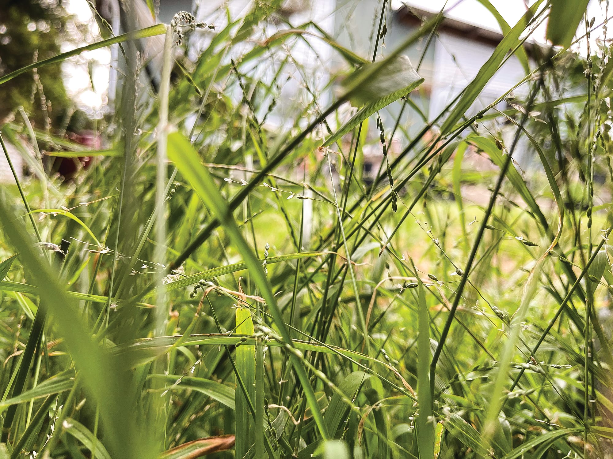 Mow, mow, mow your lawn