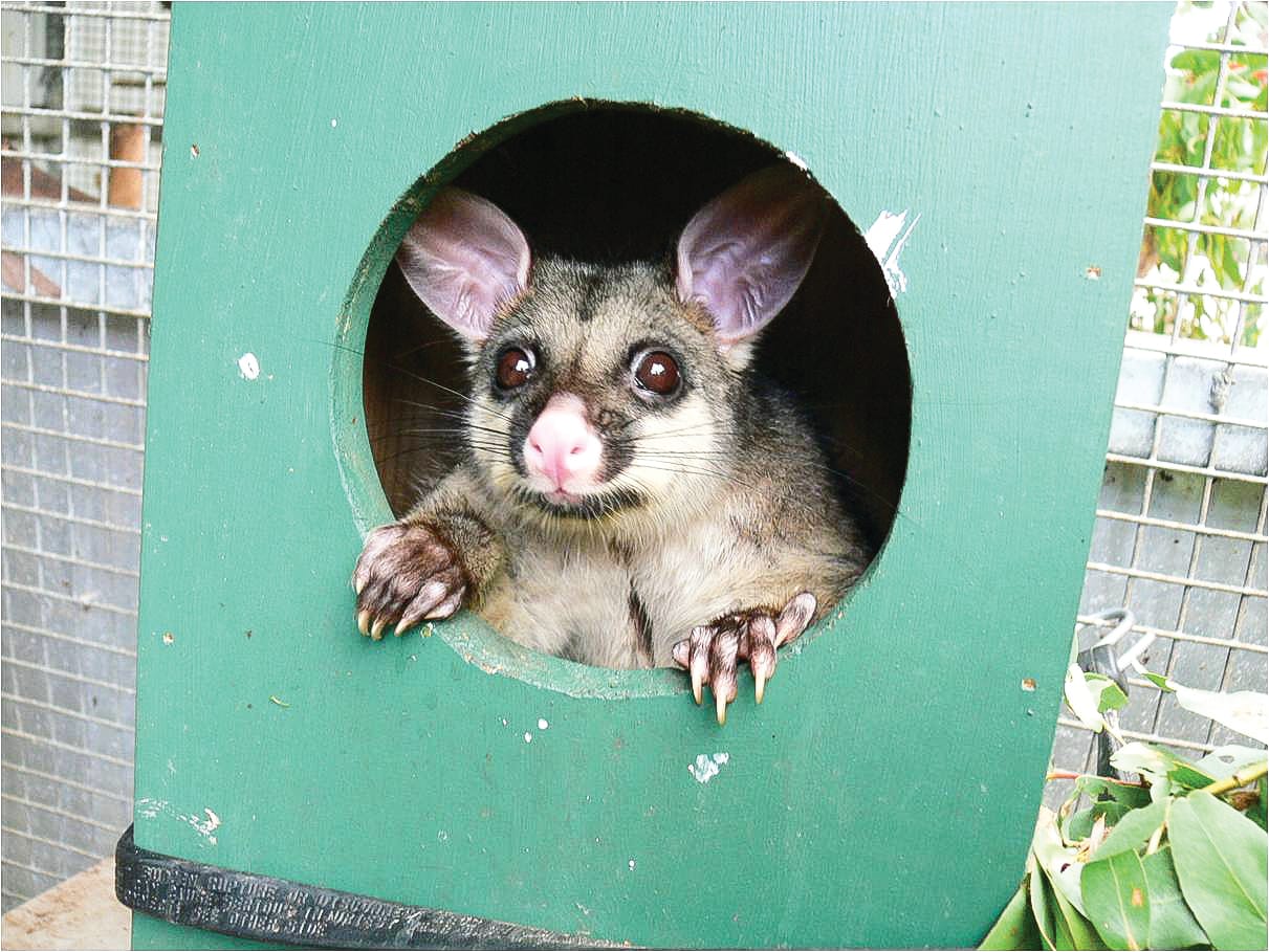 Measures to stop impacts of possums, wallabies
