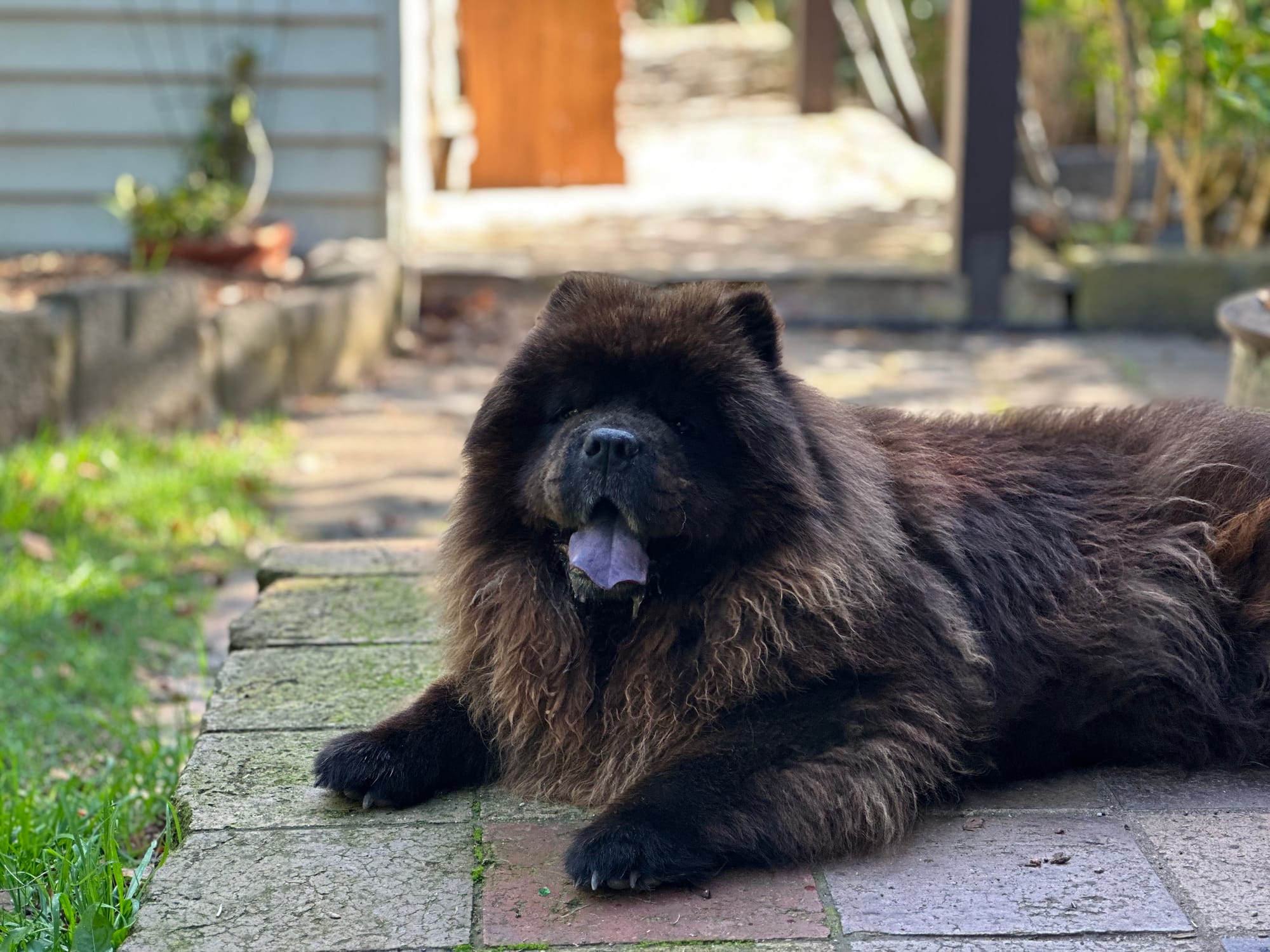 Three cheers for Chichi's rescuers