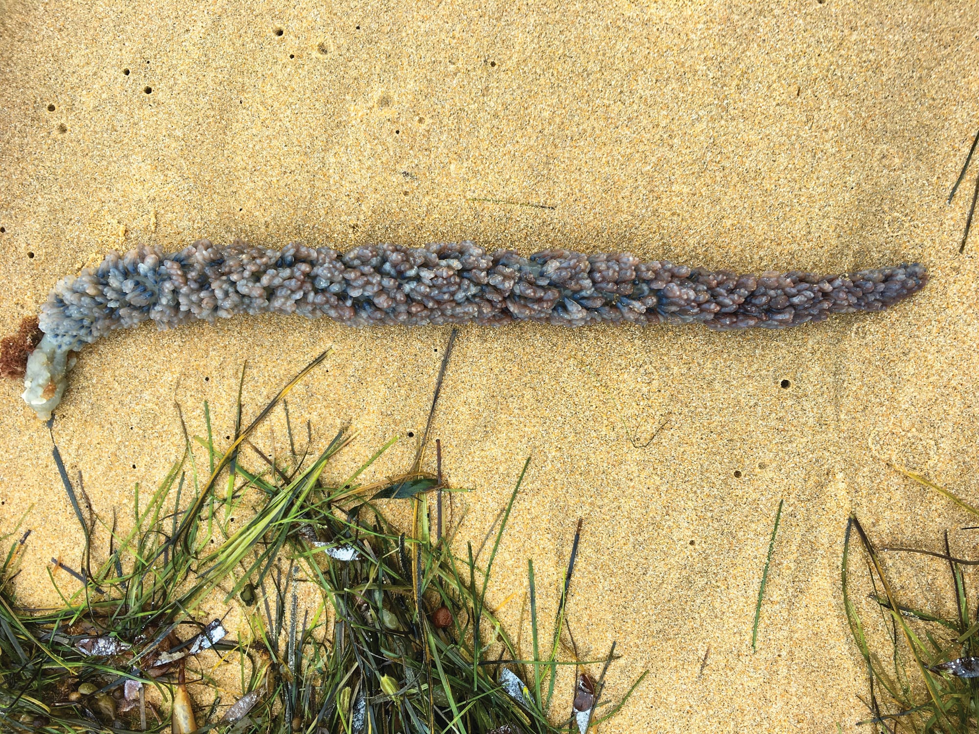 A bejewelled sea creature