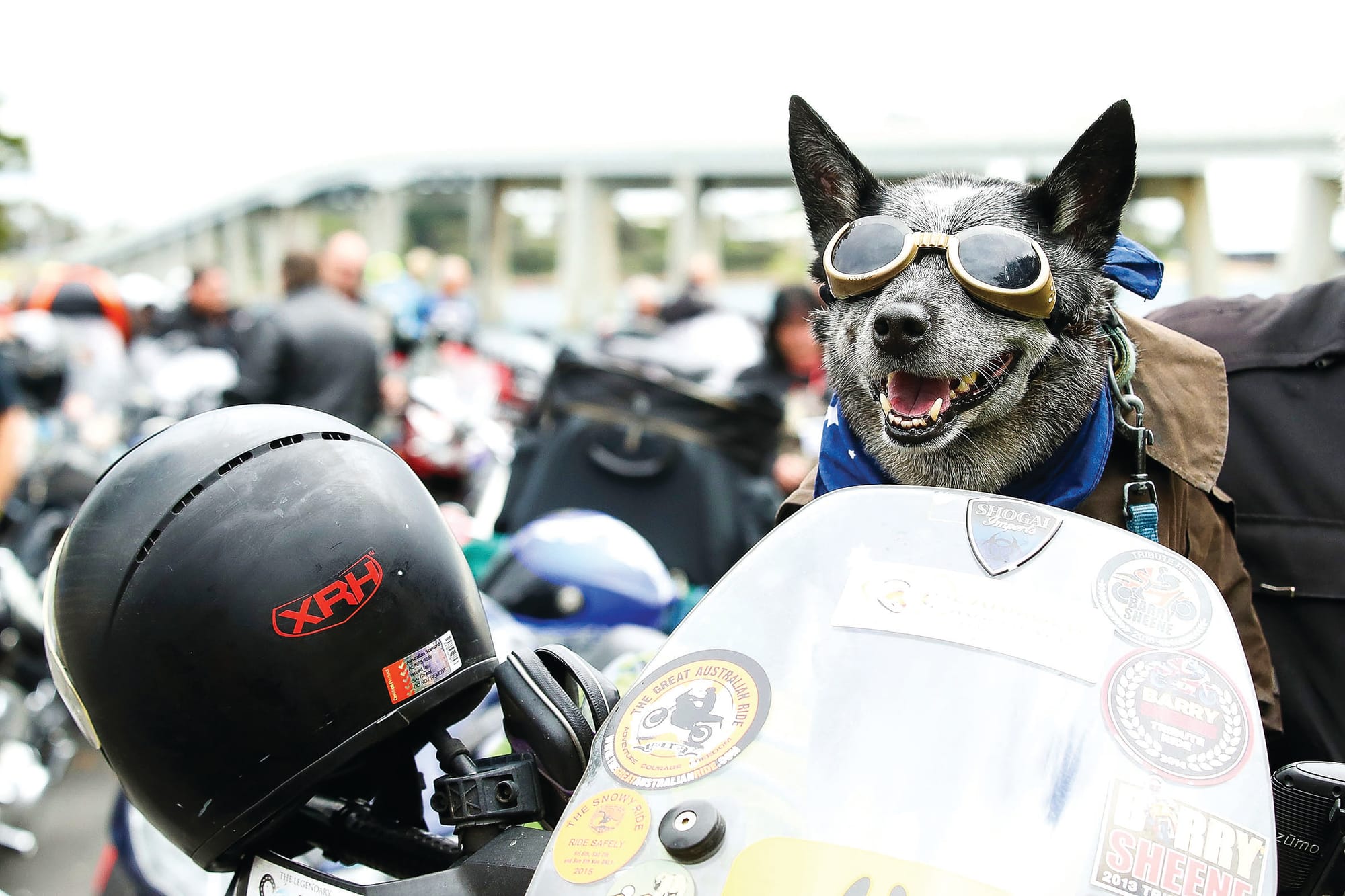 Sheene on you crazy diamond