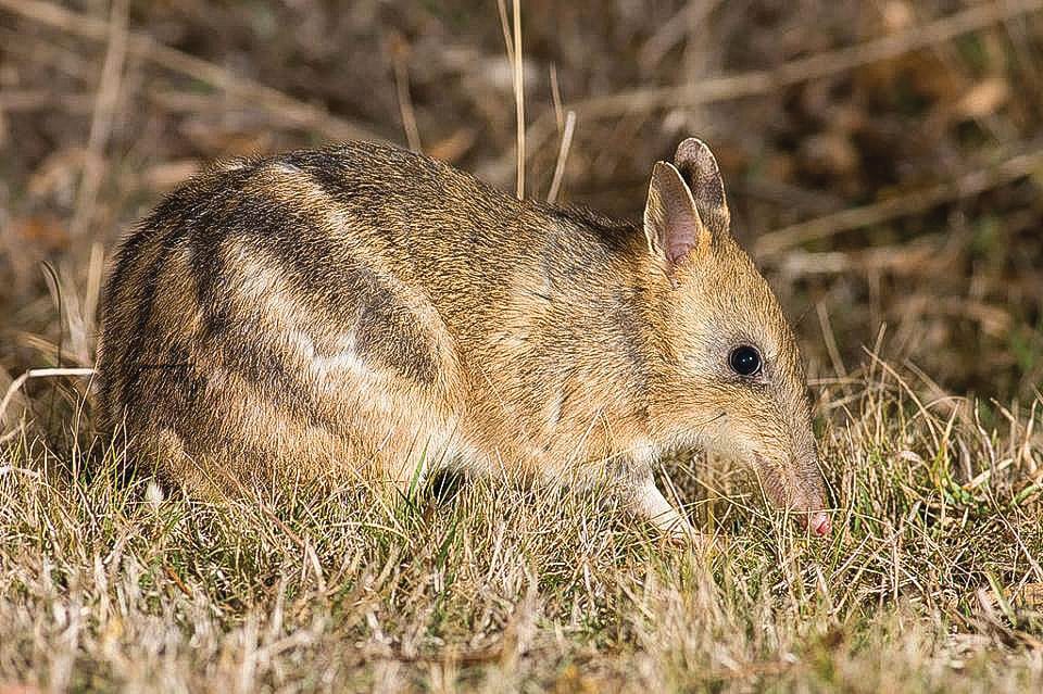 Car ferry’s likely end for “Victoria's Island Sanctuary”