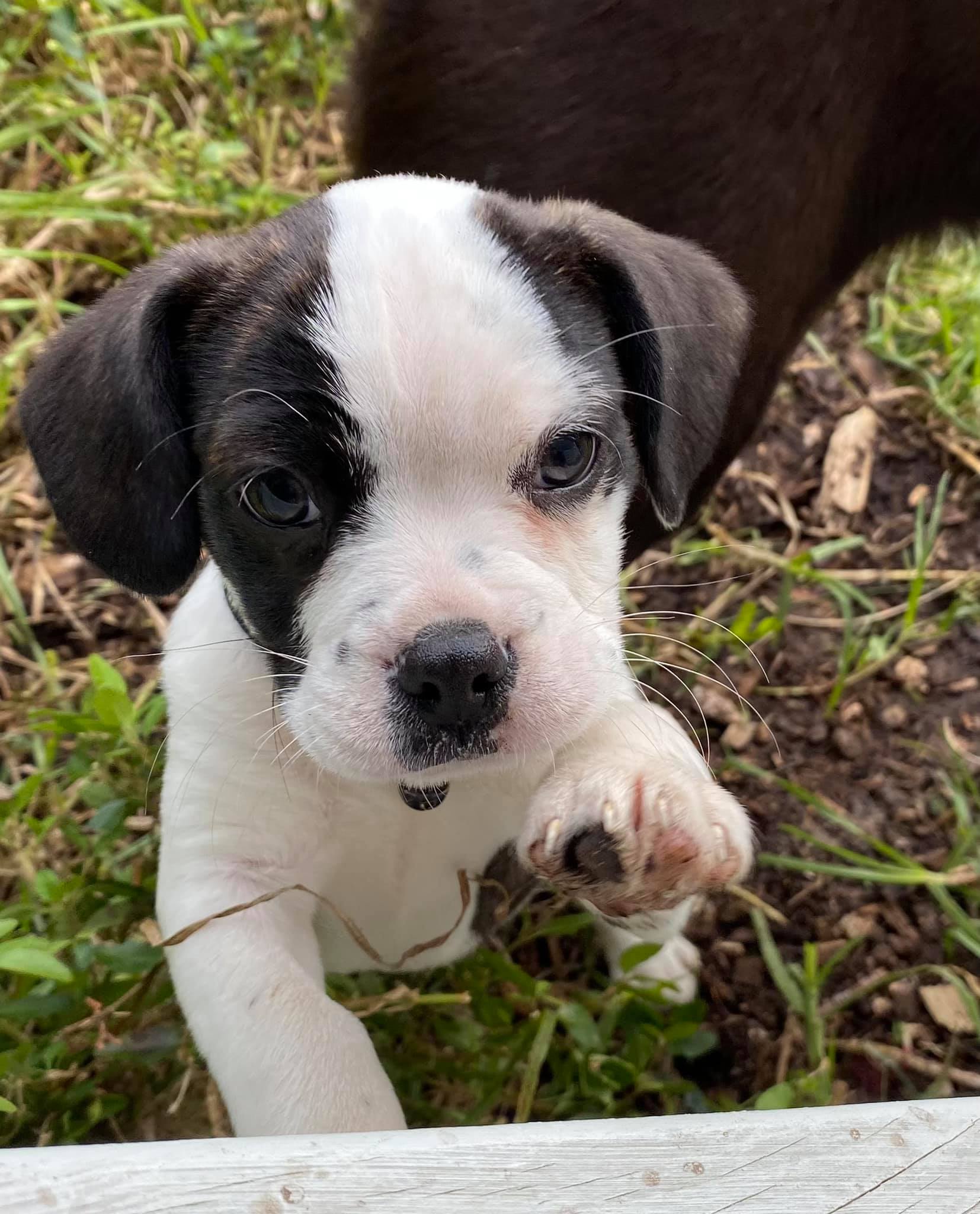 Snake warning to pet owners