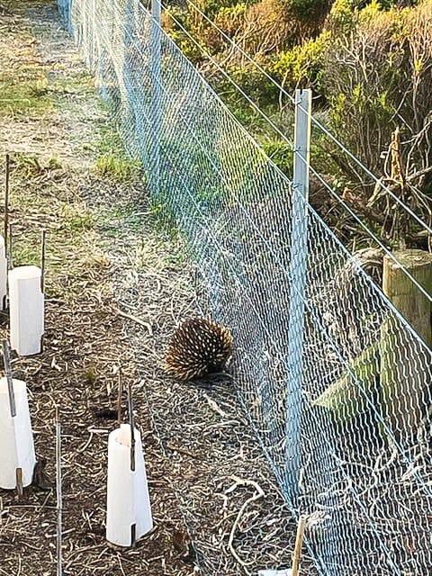 More doors needed for echidnas