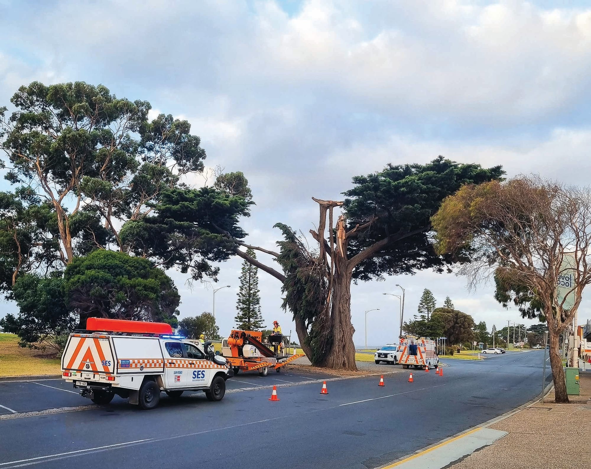 Barking up the wrong tree on San Remo trees?