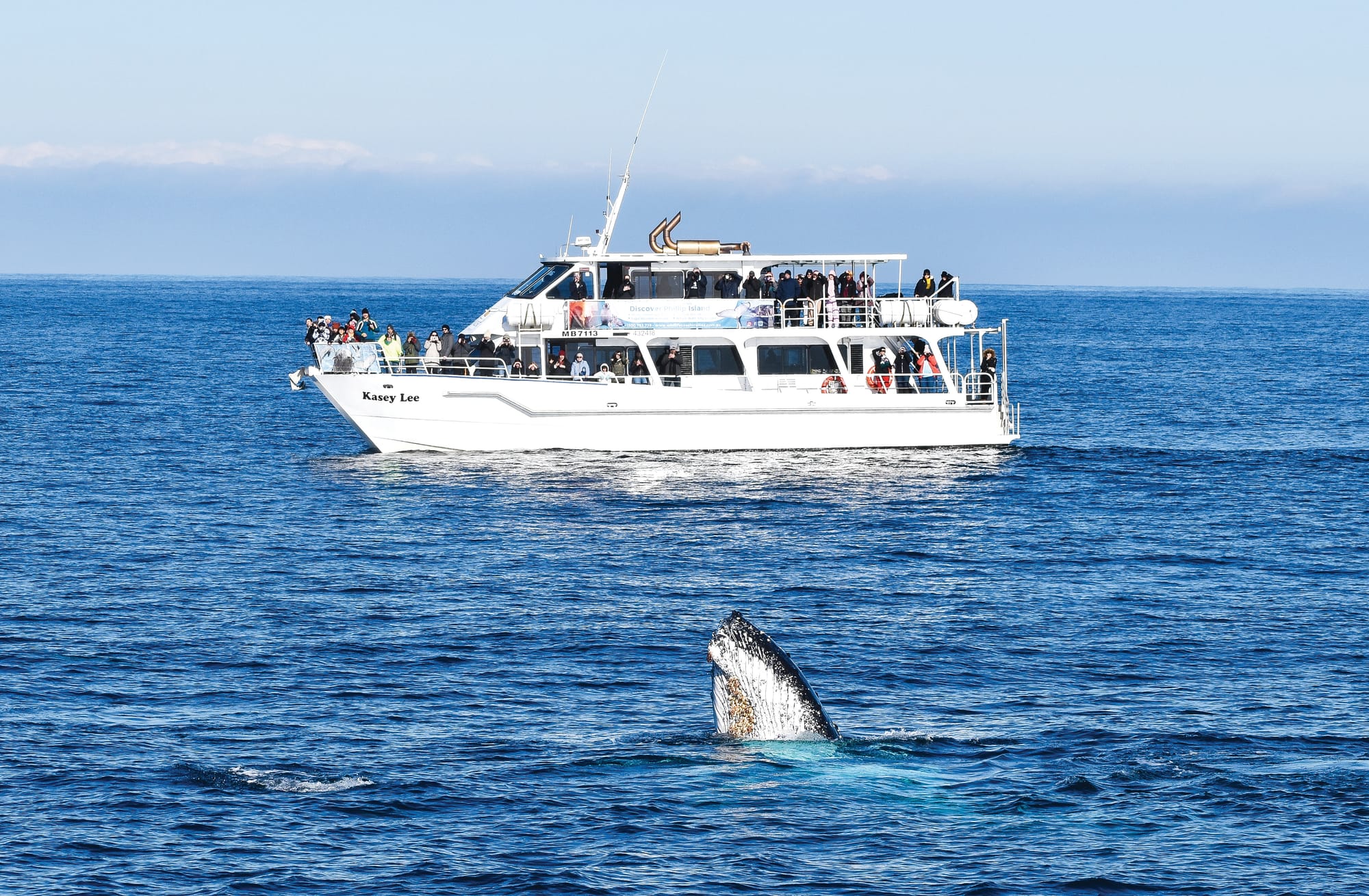 Go whale watching with Wildlife Coast Cruises