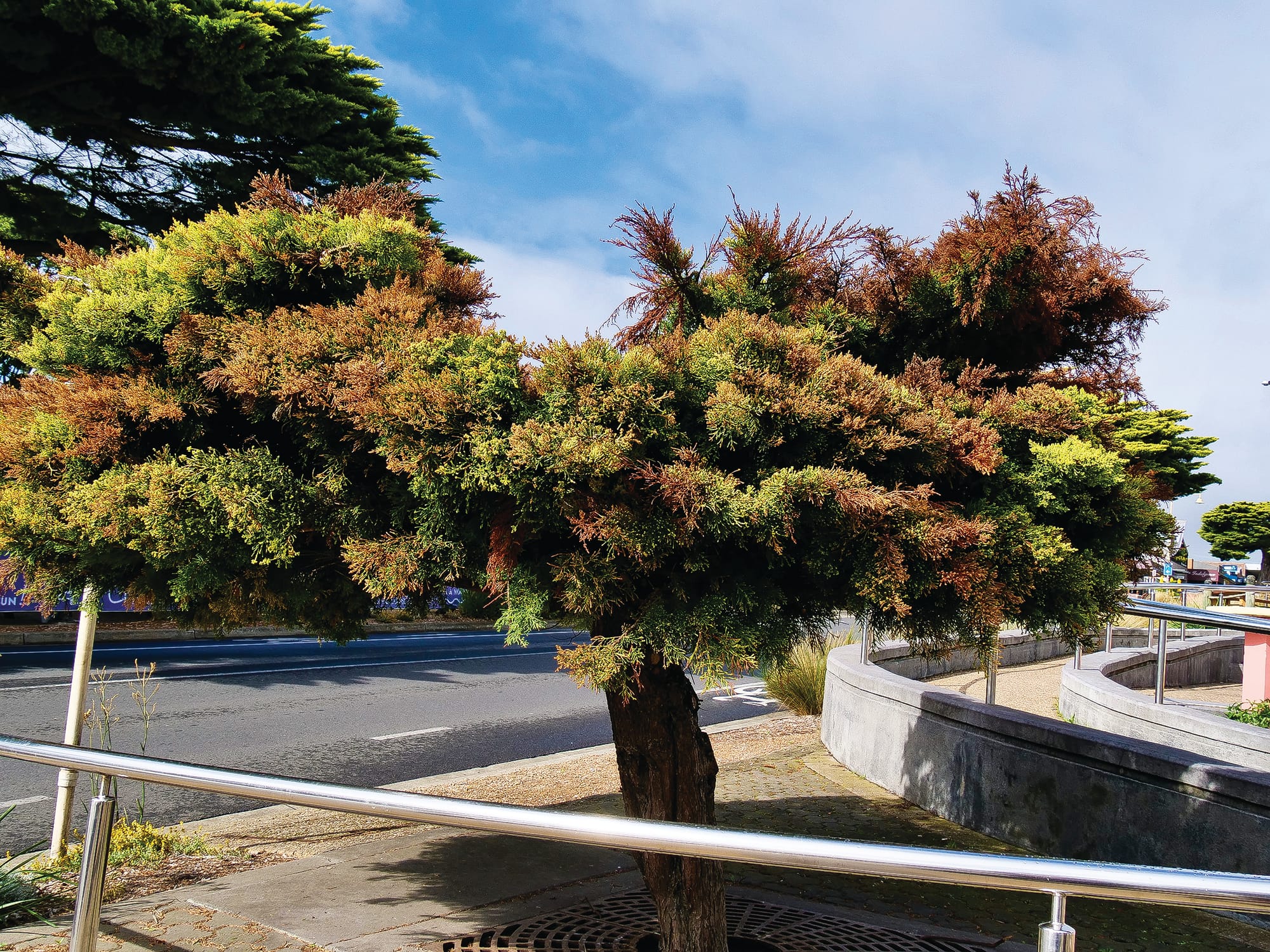 More Golden Cypress concerns