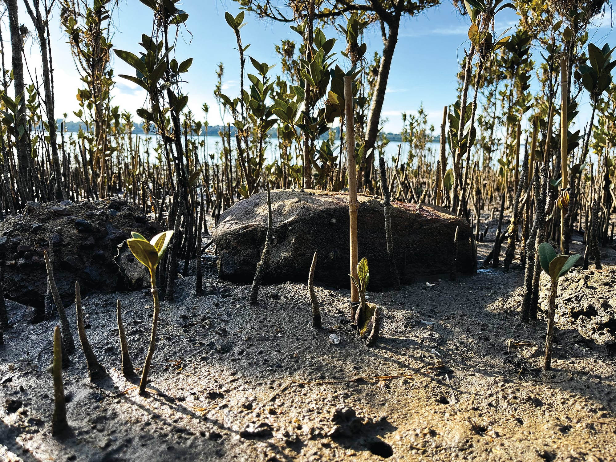 Fish habitat restored