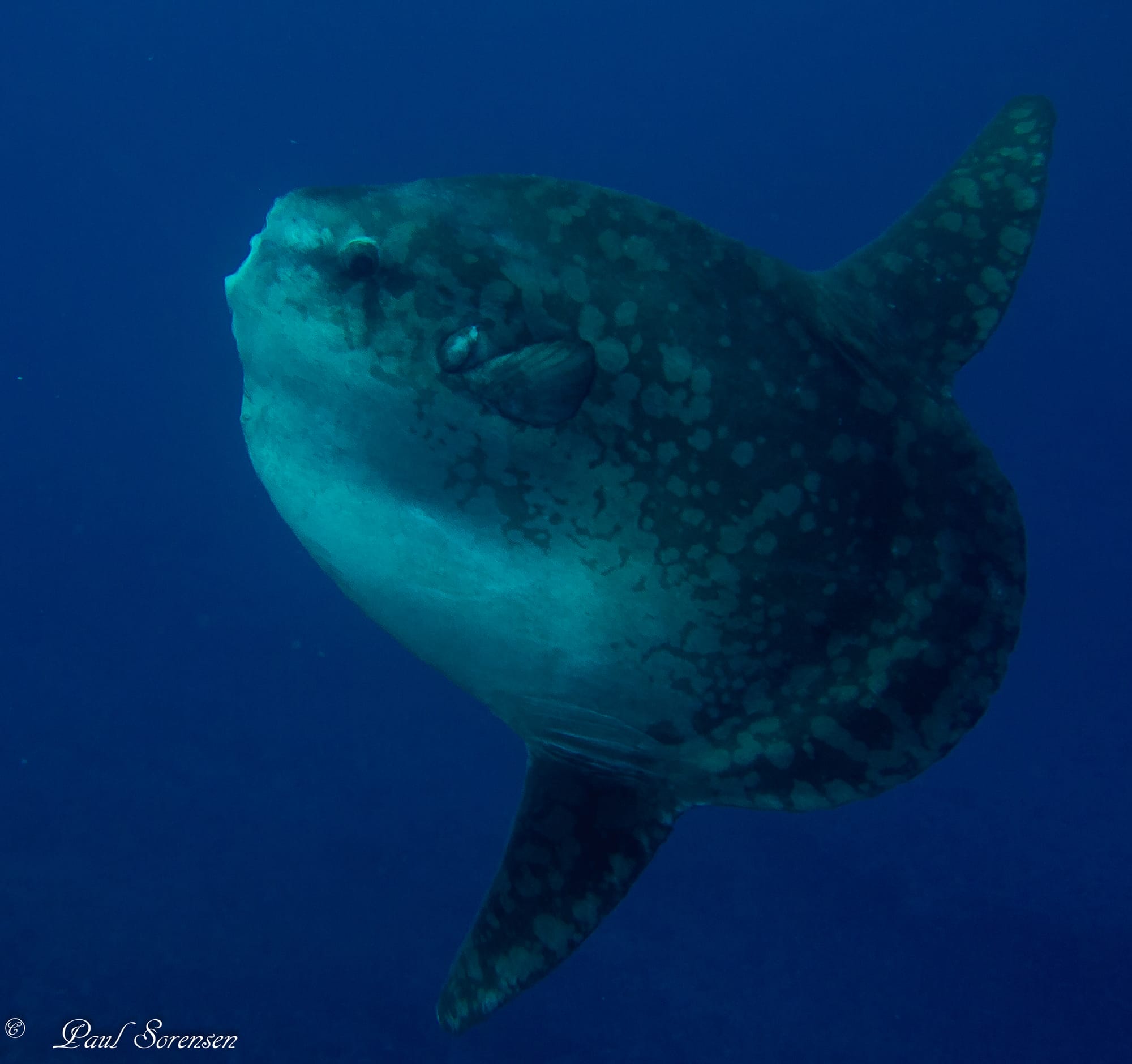A Marine Mili series: The heaviest bony fish in all our oceans