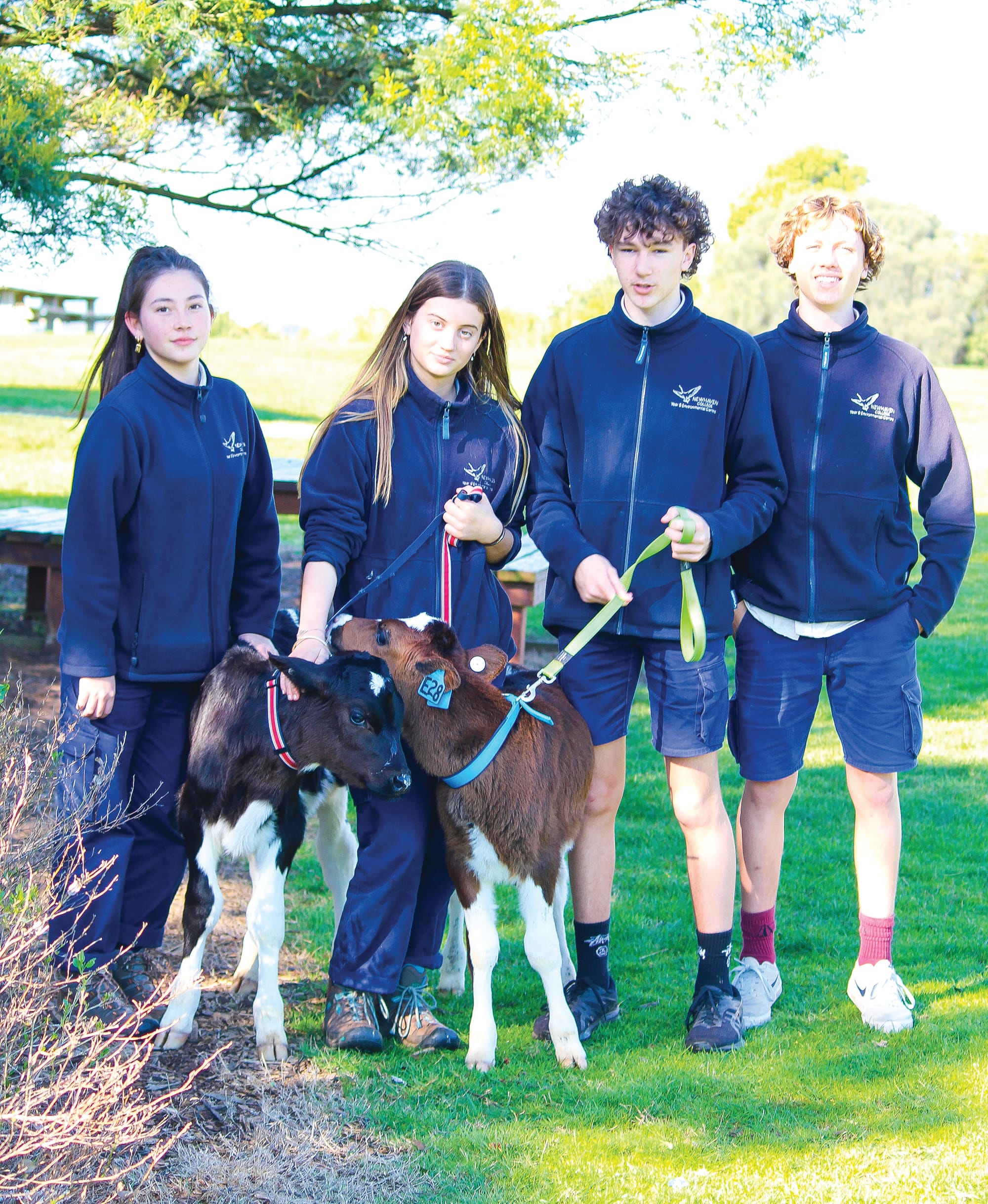 Calves get the hands-on treatment