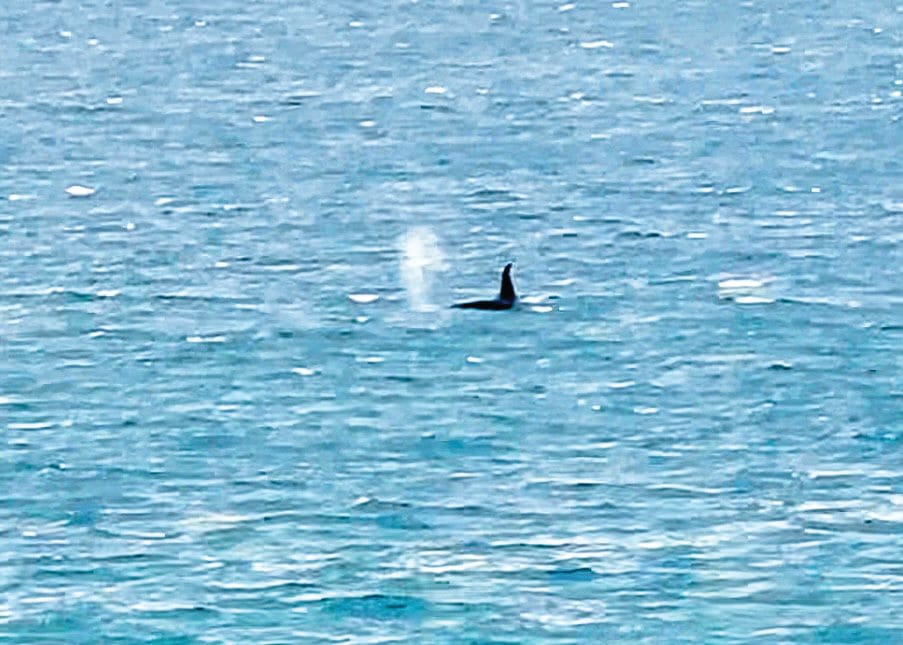 Orca spotted at Seal Rocks