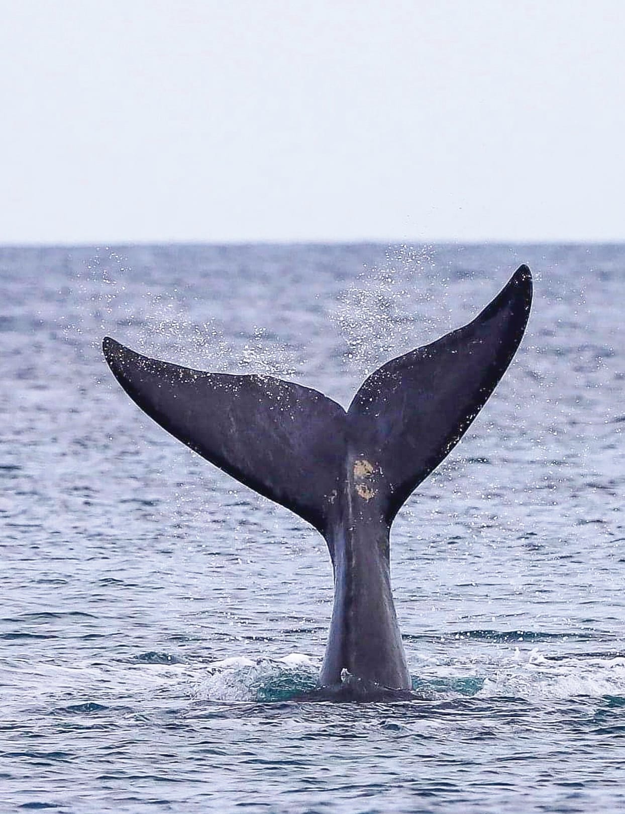 We’re watching you! Whale watchers warned