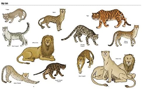 Jaguar, puma or a fat cat?