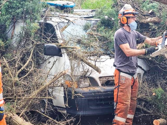 Ventnor cypress tree safety warning