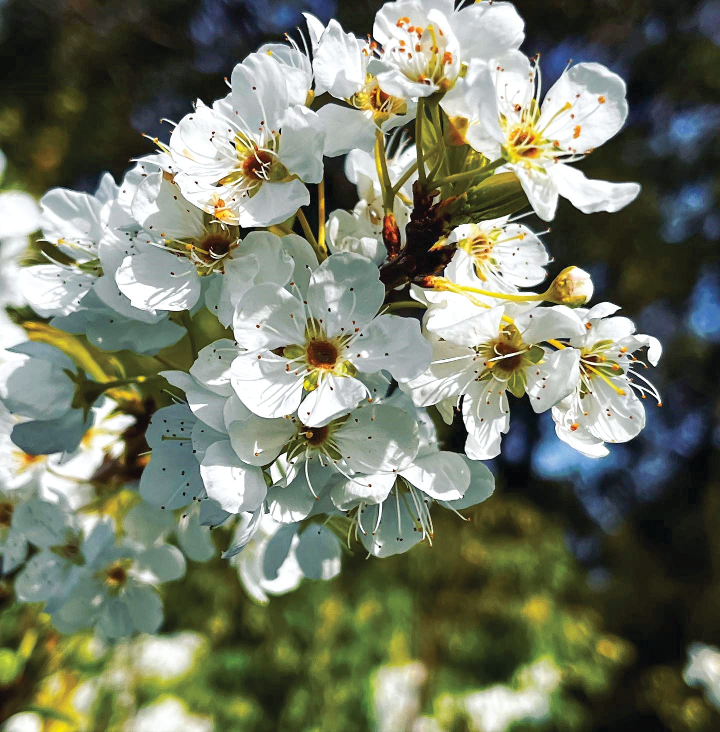 Edible Gardens return