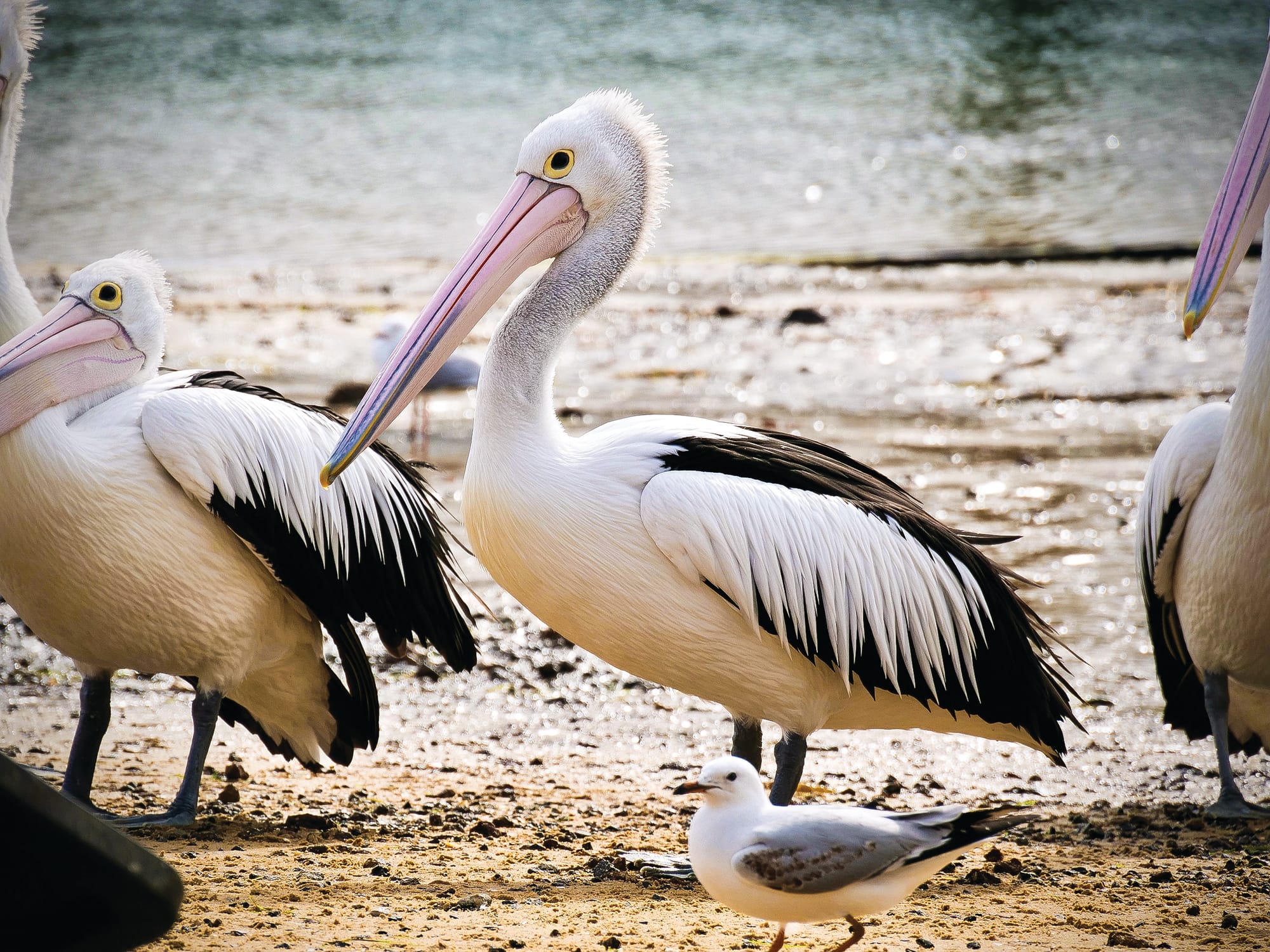New study on San Remo, Newhaven pelicans