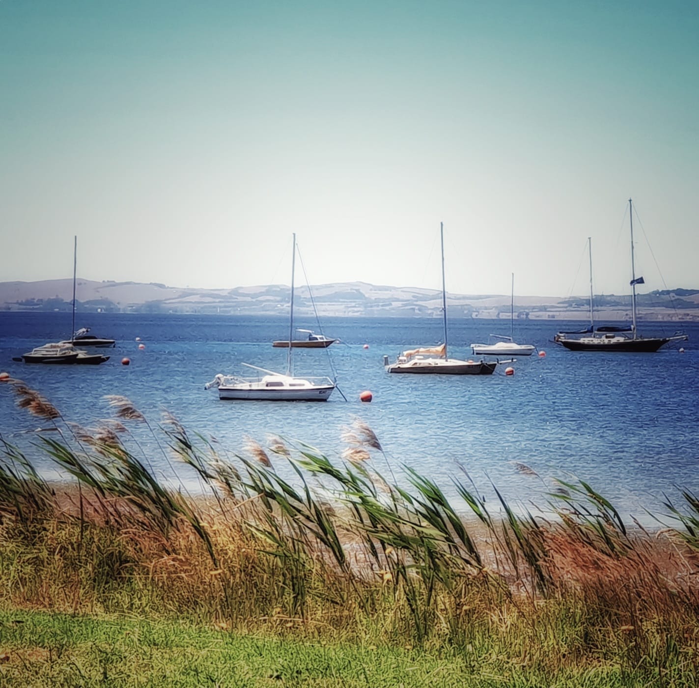 Why we should care  - Westernport Ramsar Site.