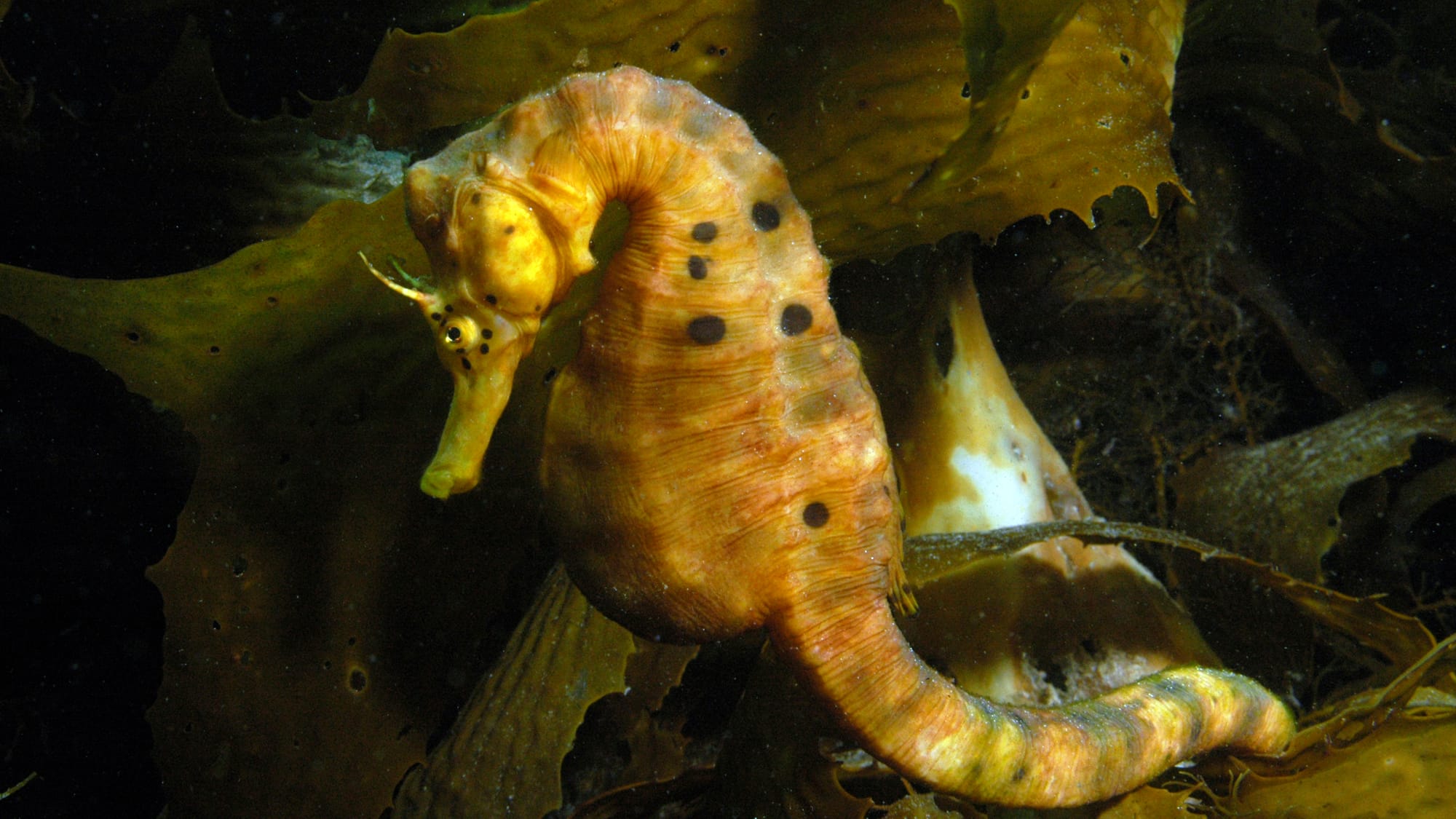 A Marine Mili series: The horses of the sea