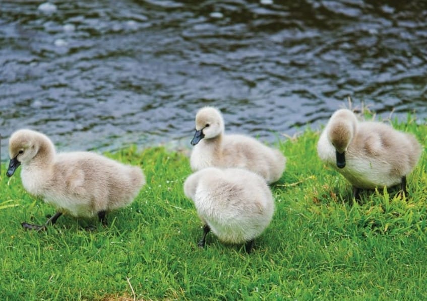 Nature Parks Board report