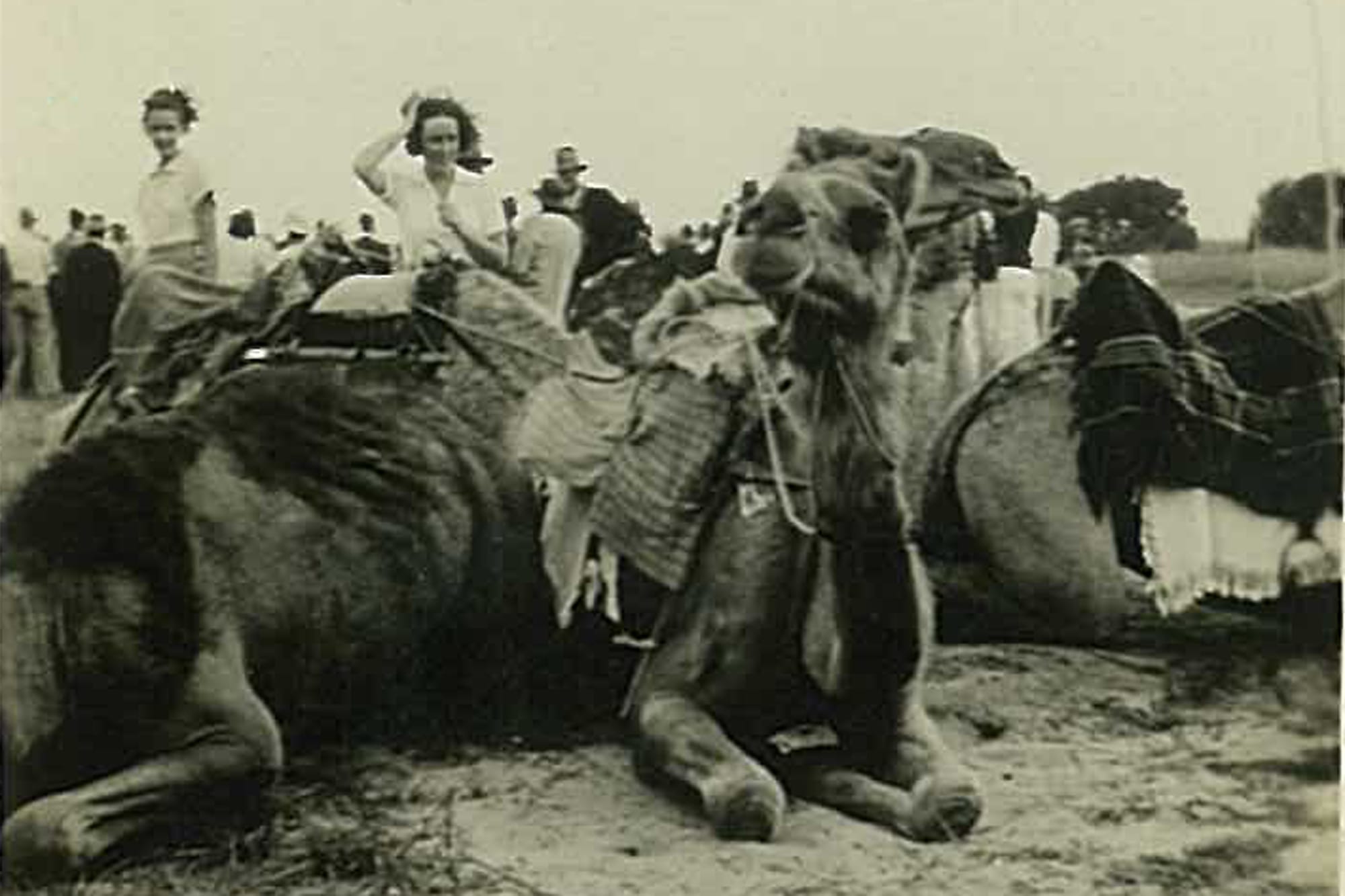 Close call with a camel