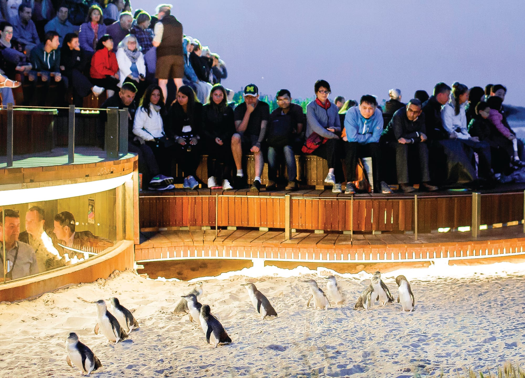 Penguins bred for success