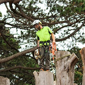 Driftwood Arborist