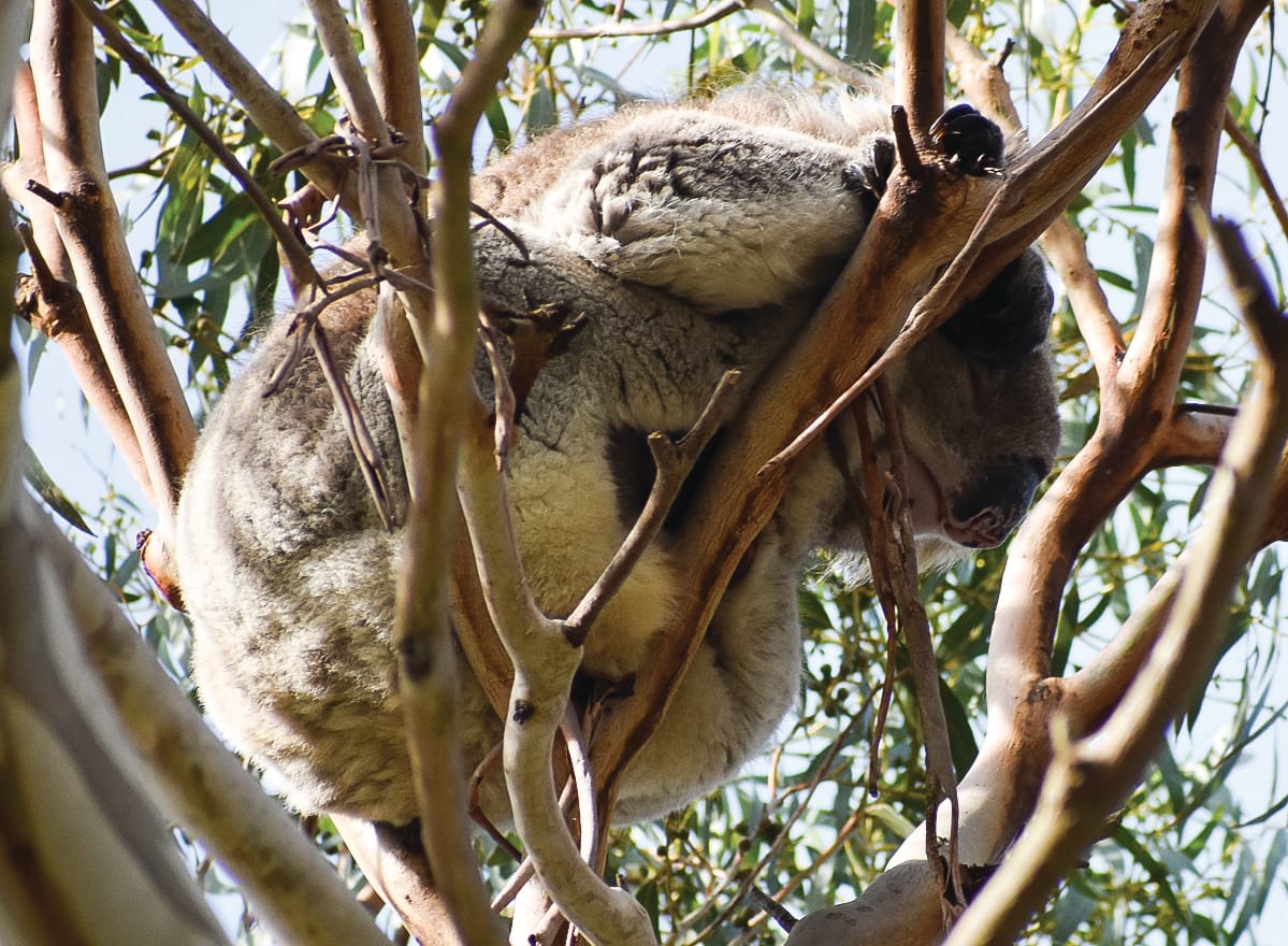 A koala there in Teddy Bear Lane