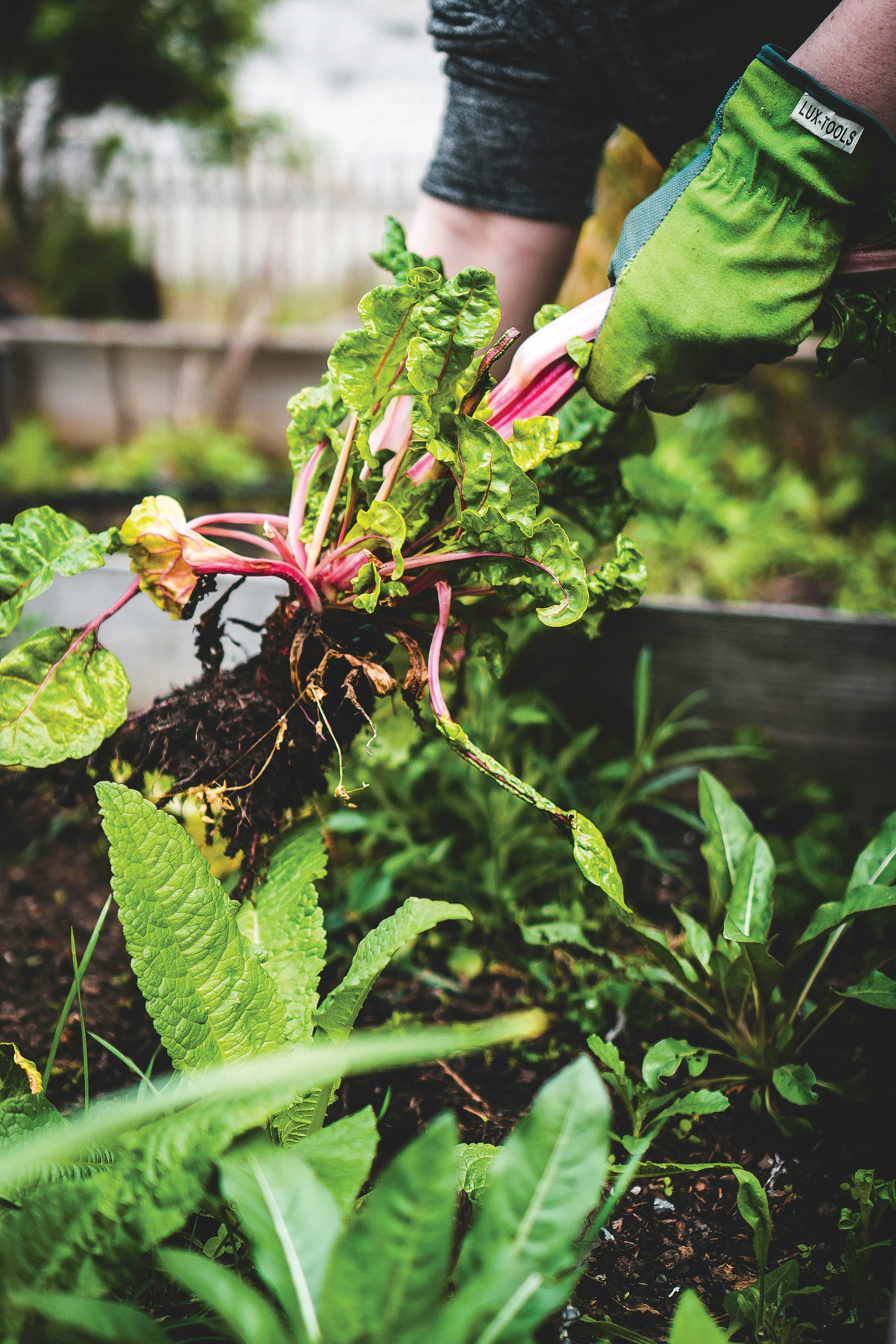Australian edible garden workshop