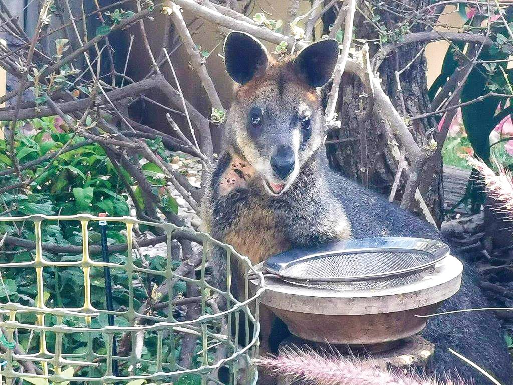 Concerns for dog attacks on wildlife