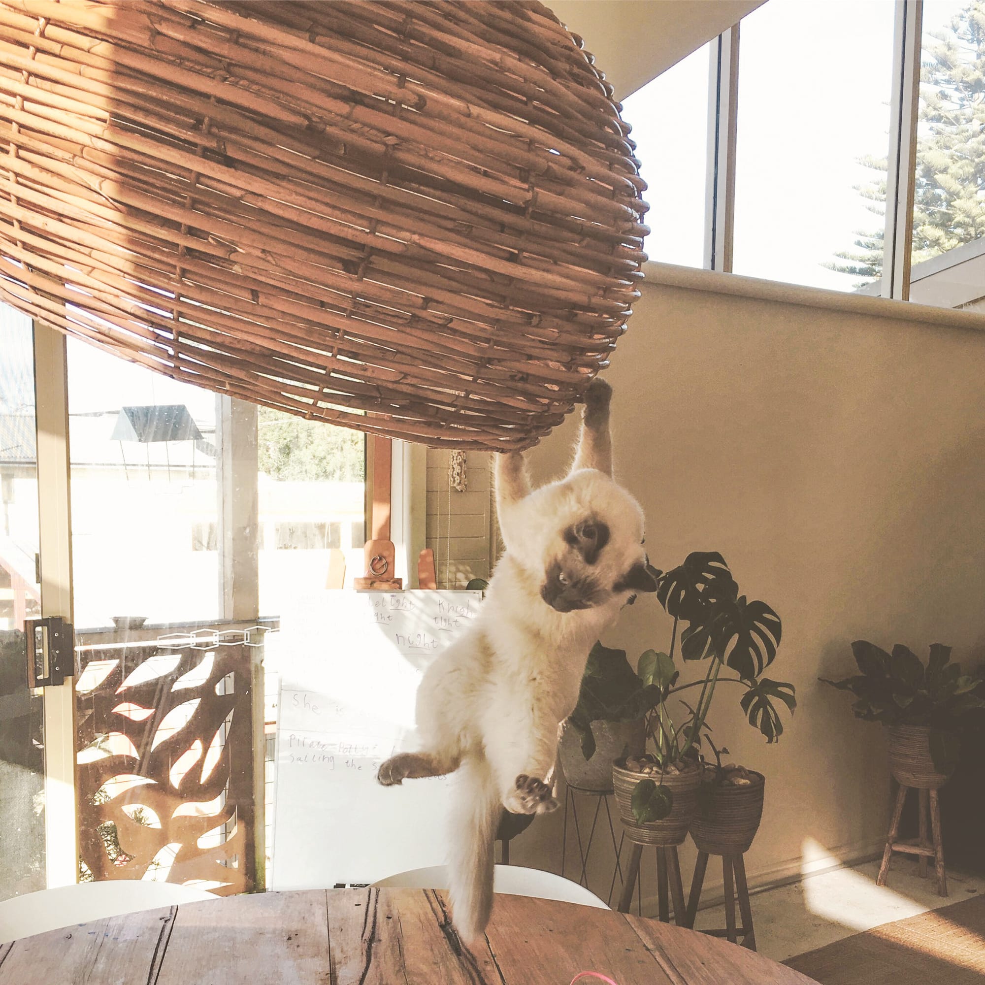 Diary of a family in quarantine #12