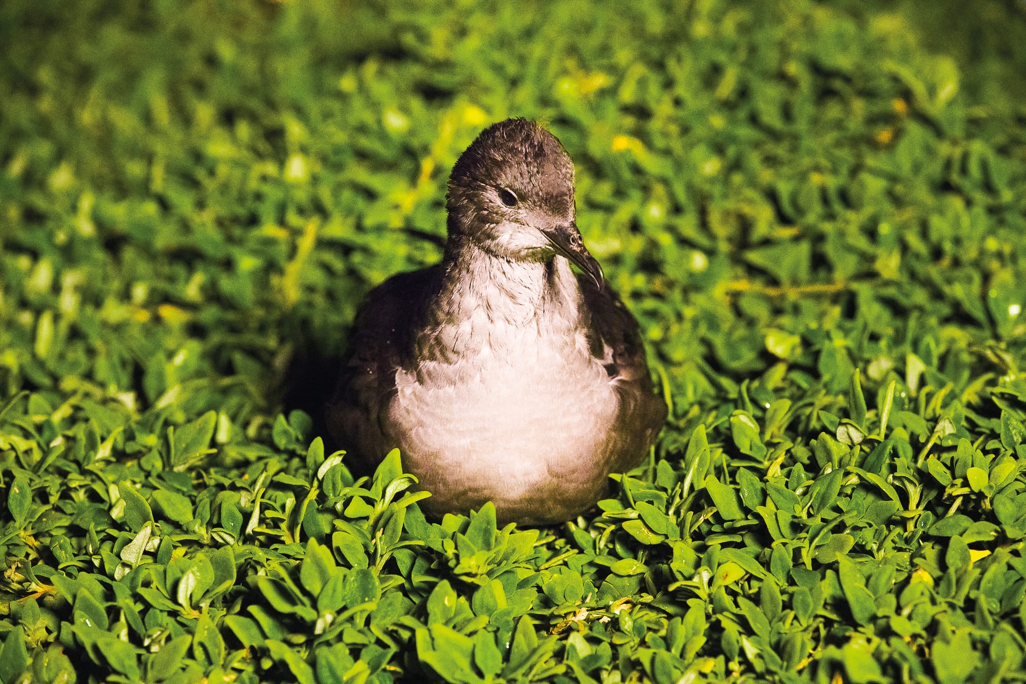 A welcome return for shearwaters