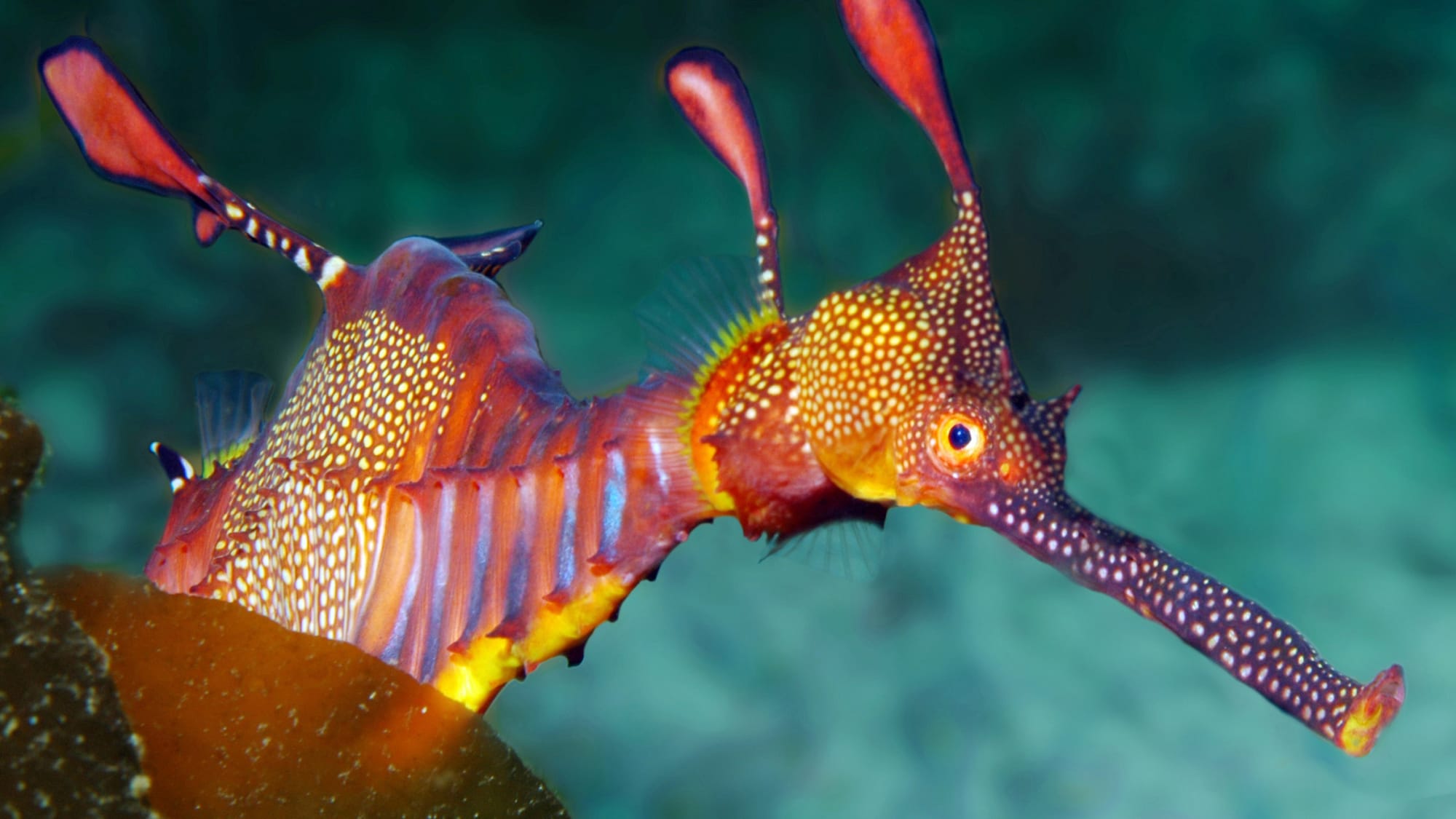 A Marine Mili series: A weed or a Weedy Sea Dragon?