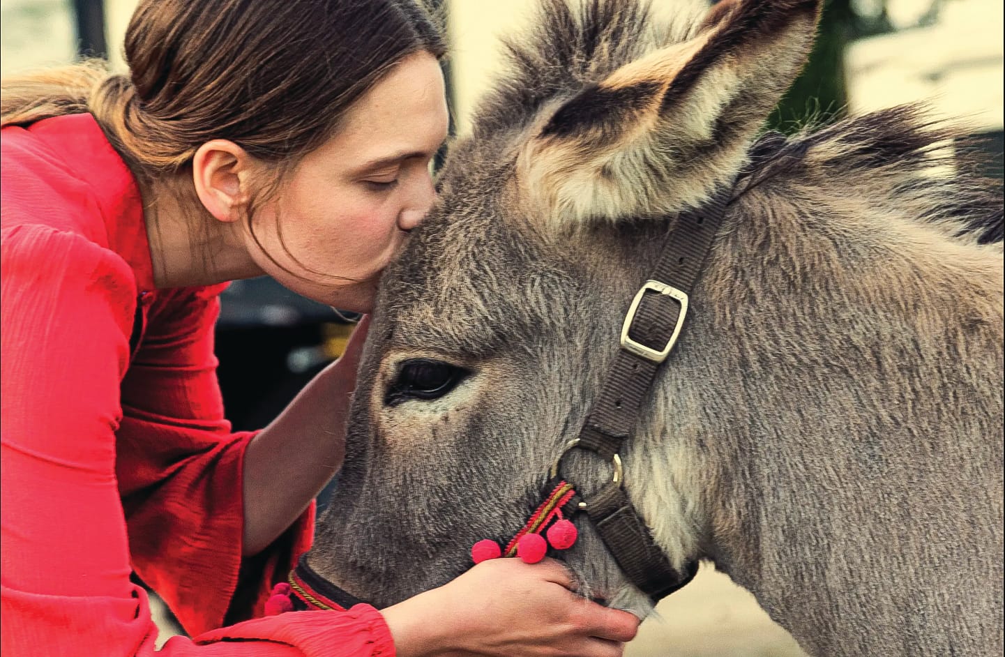 Oscar nominated donkey tale