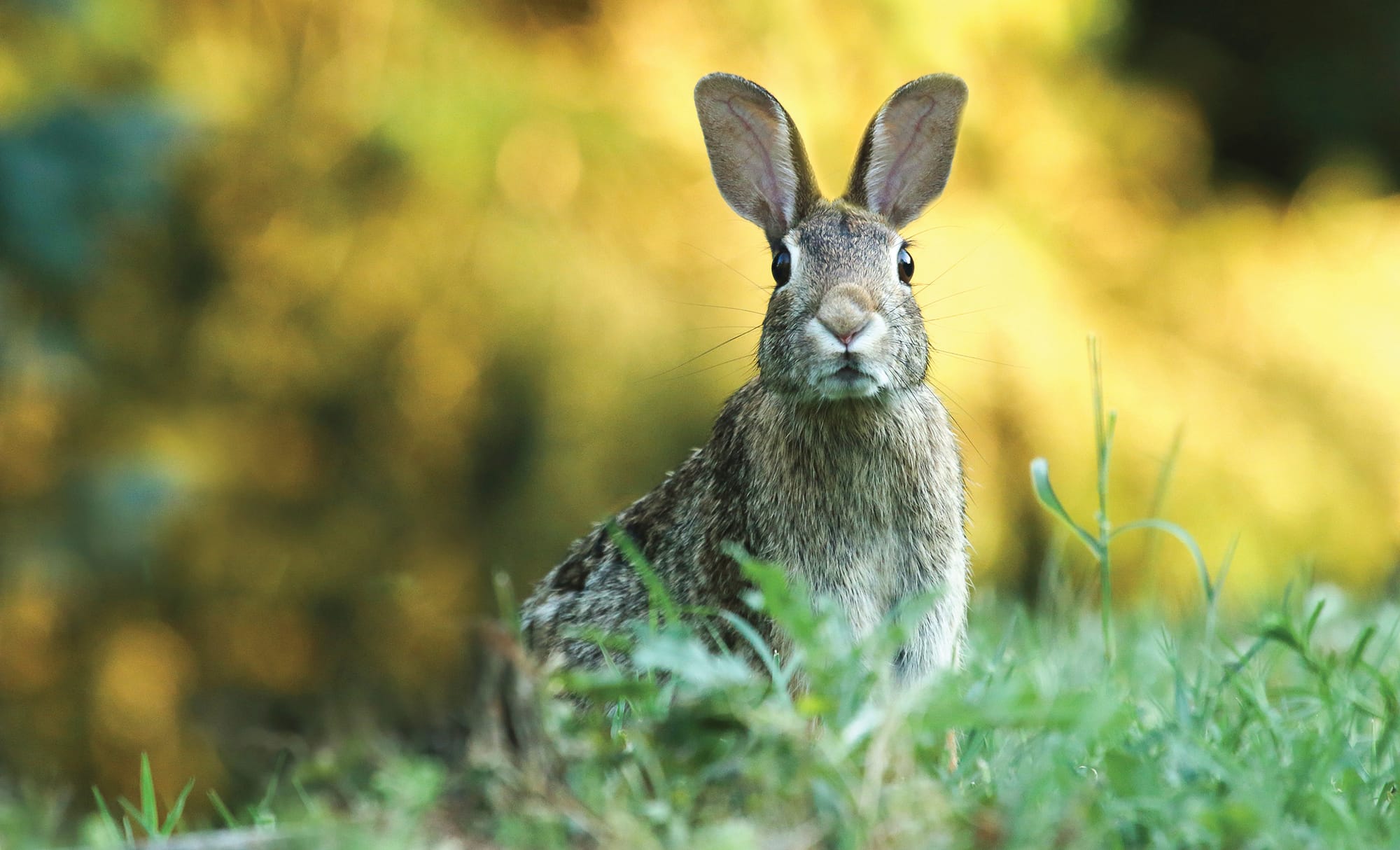 Not so “adorable” rabbits