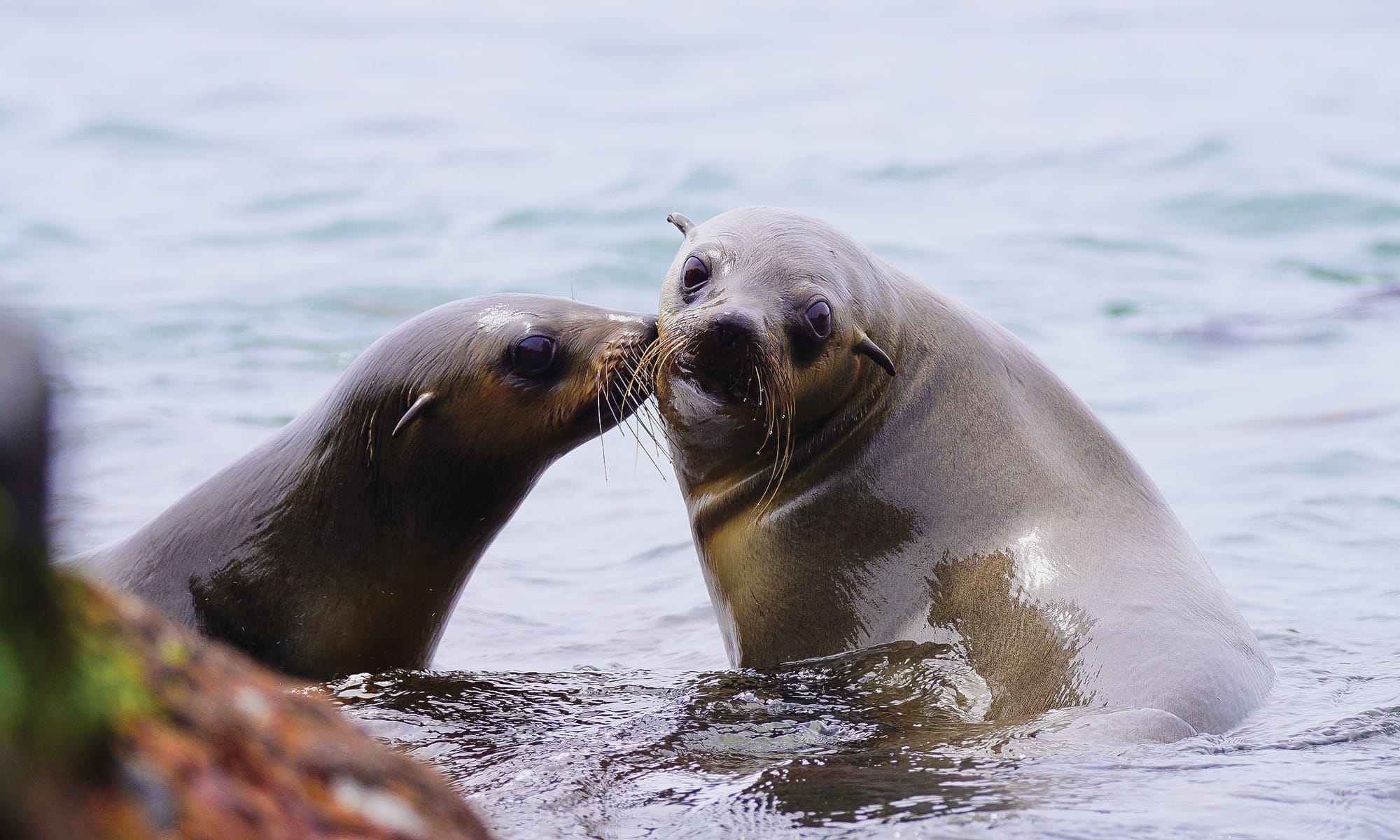 Aerial thermal imaging technology to help save entangled seals