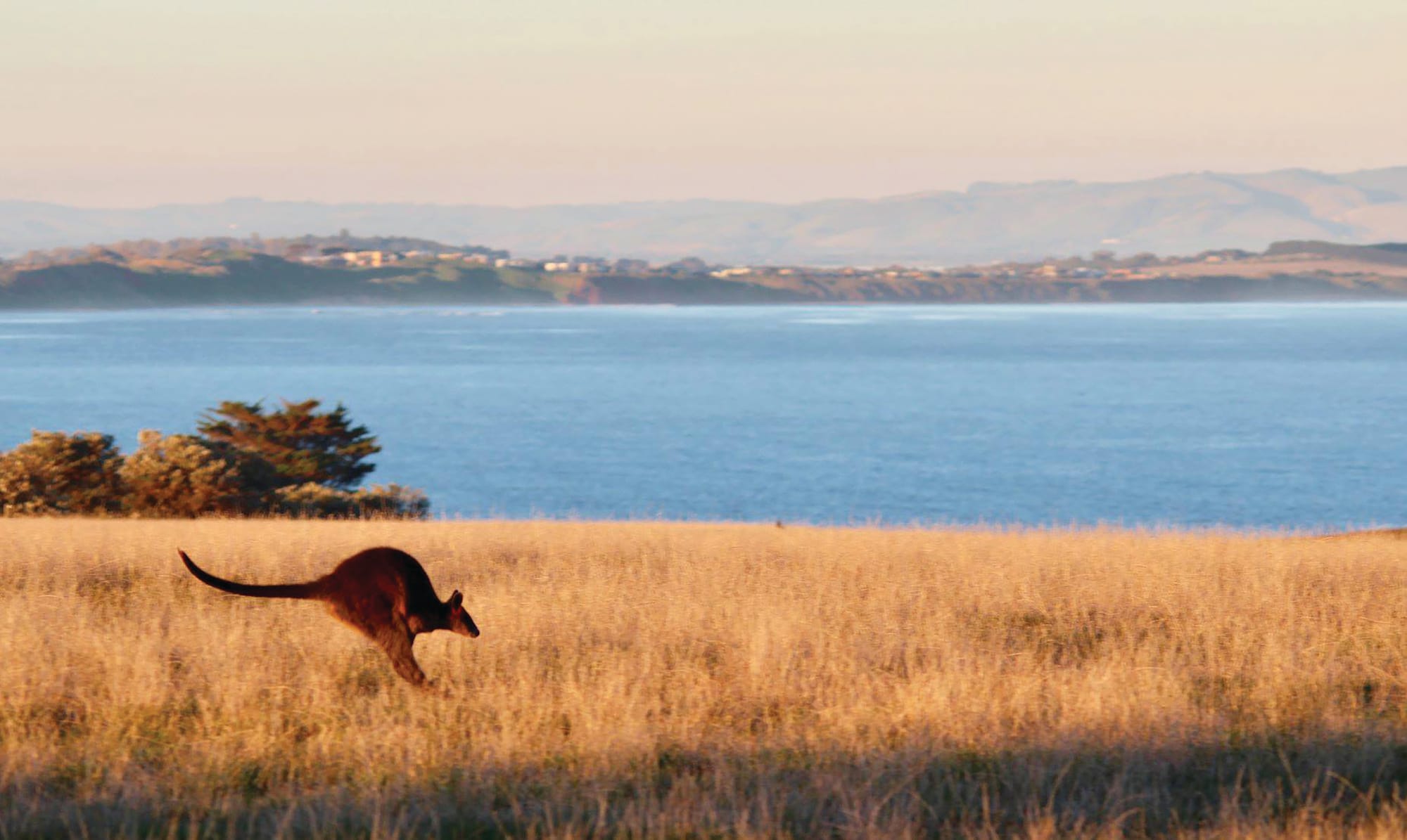 It's not just humans; wildlife also impacting the island