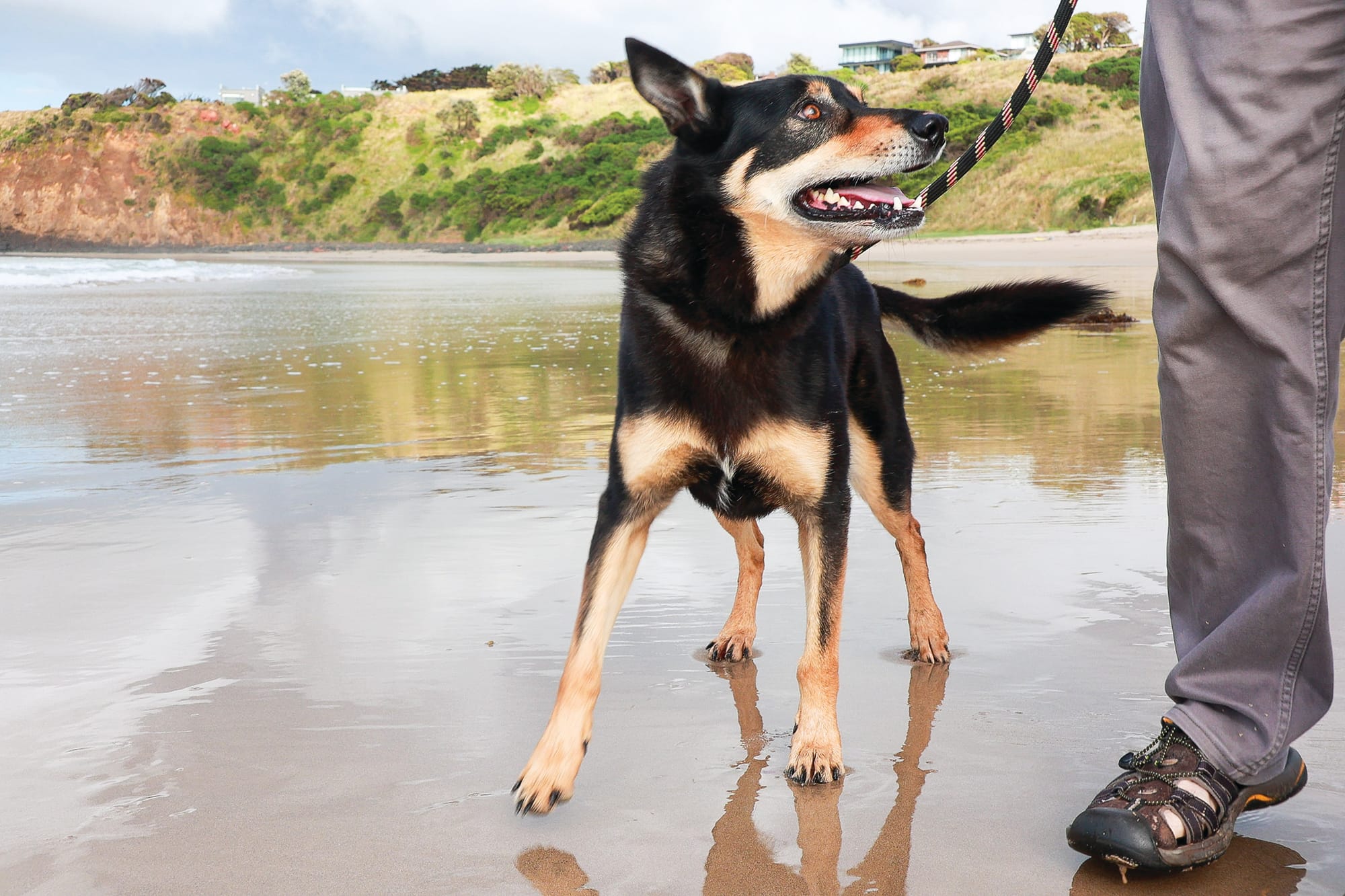 Summer parking and dog fines released