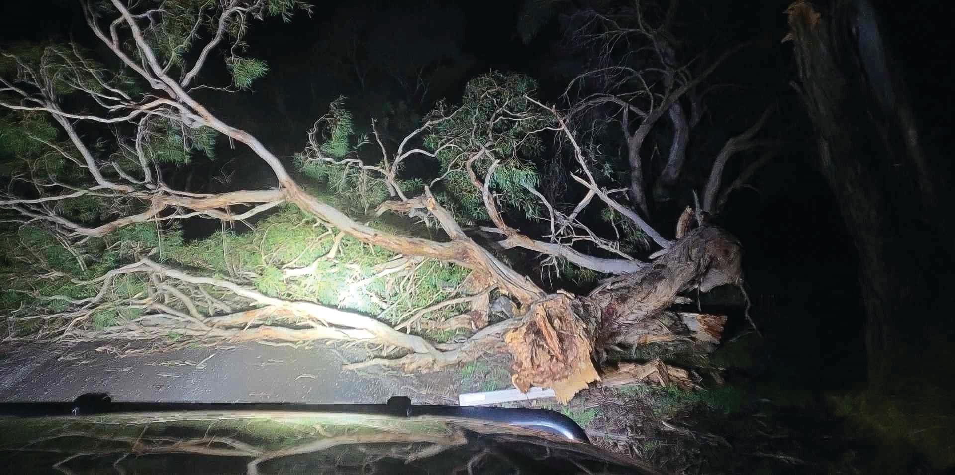 Local 'legend' clears fallen trees at night during wild storm