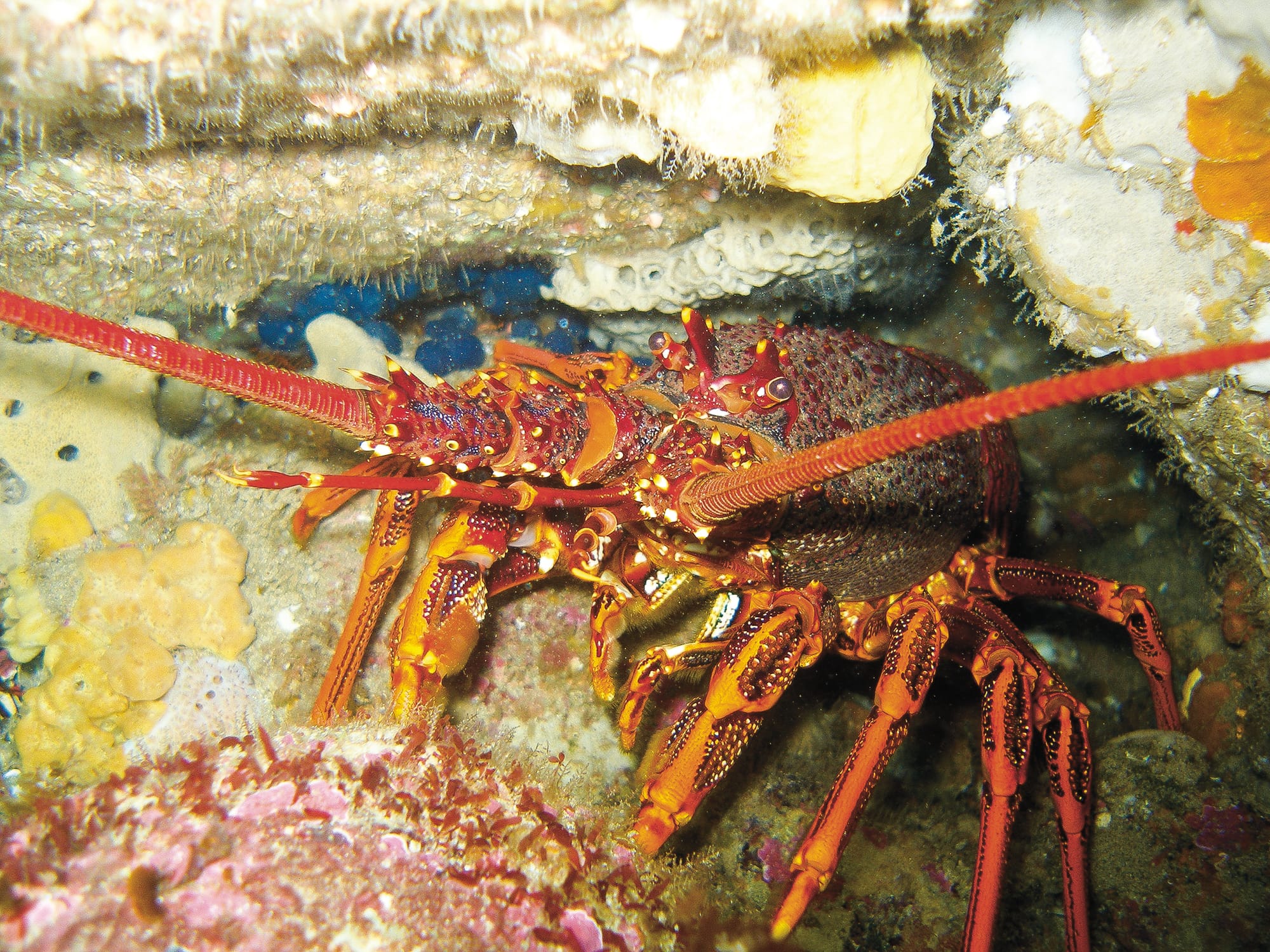 Rock lobster program goes digital