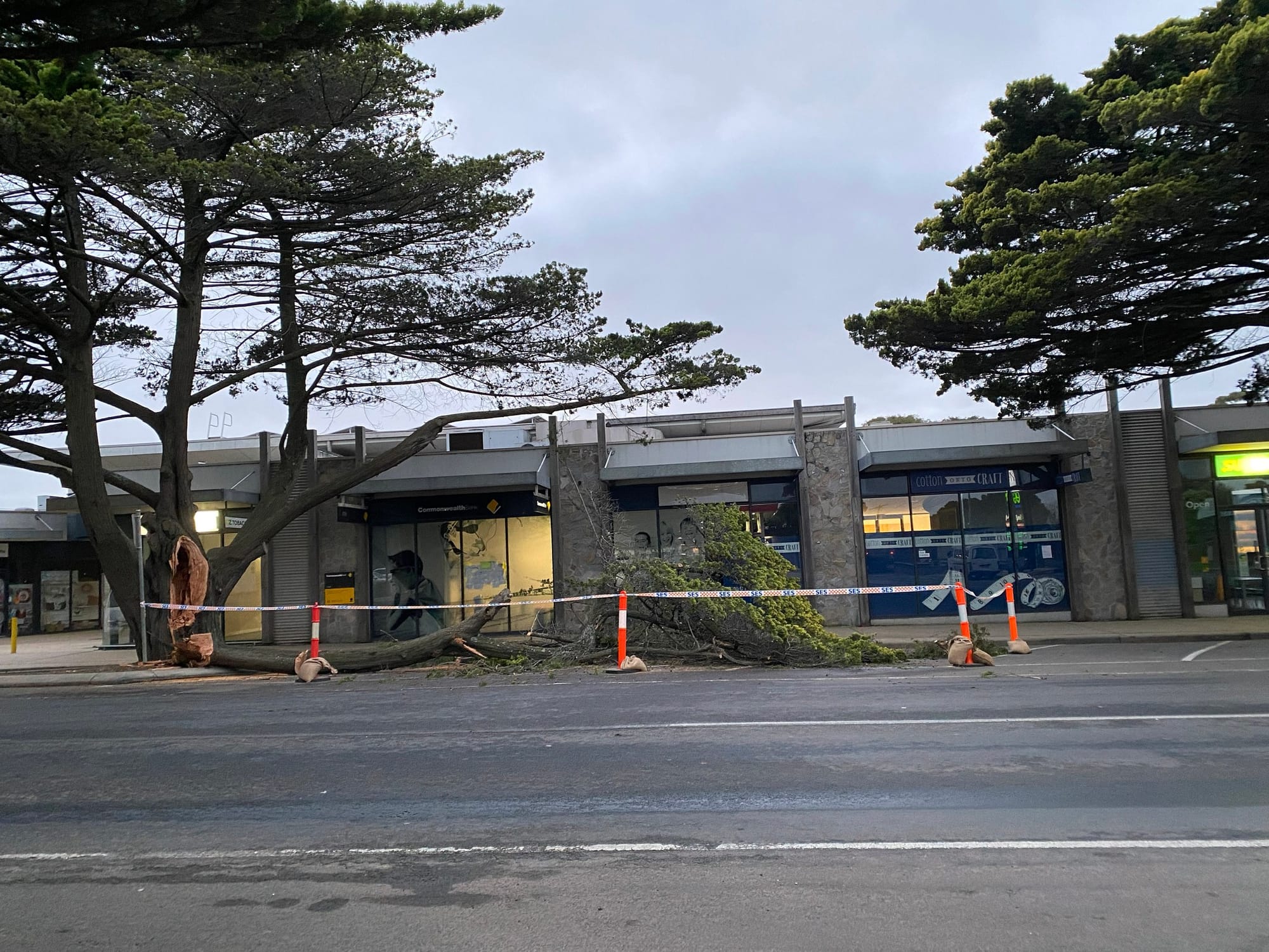 Ripped off – delivery truck damages historic golden cypress