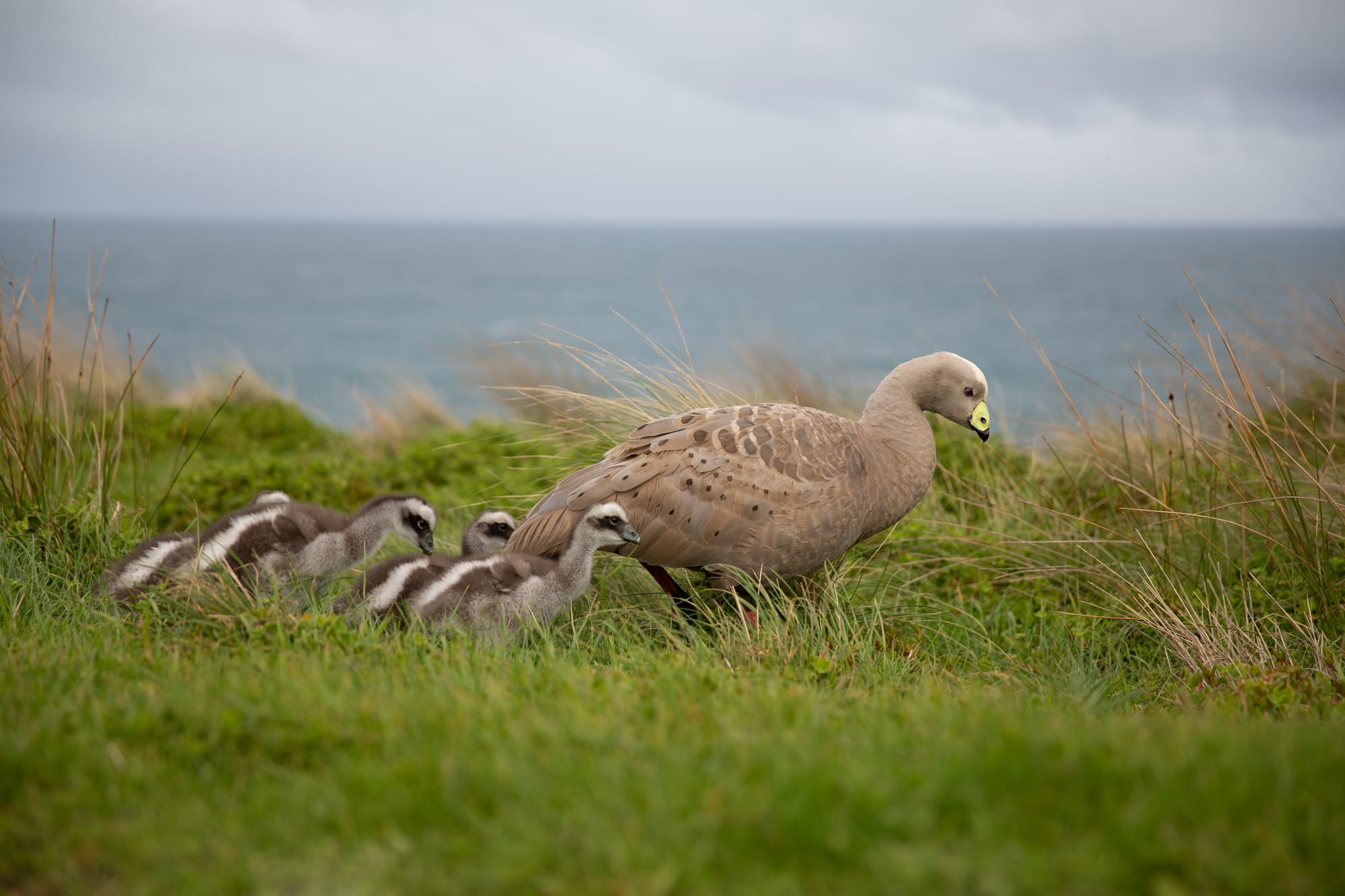 How to manage "abundant" wildlife?
