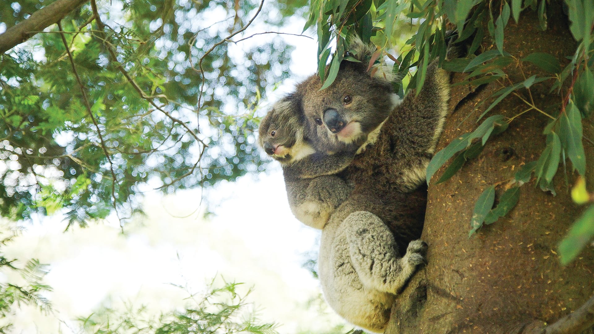 Friends of the Koalas update