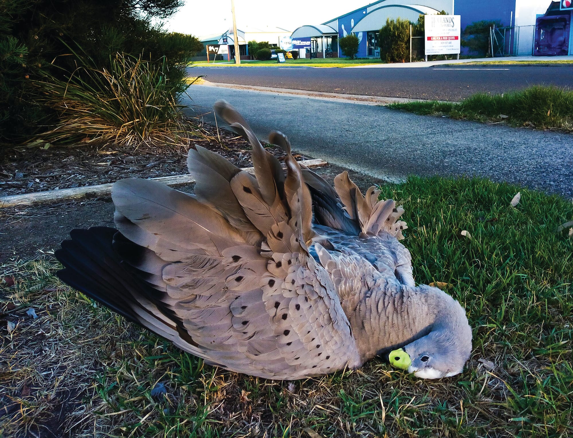 Island wildlife feeling the squeeze