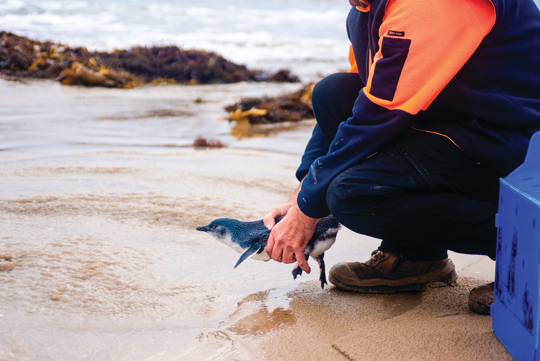 A happy ending for penguin rescue story