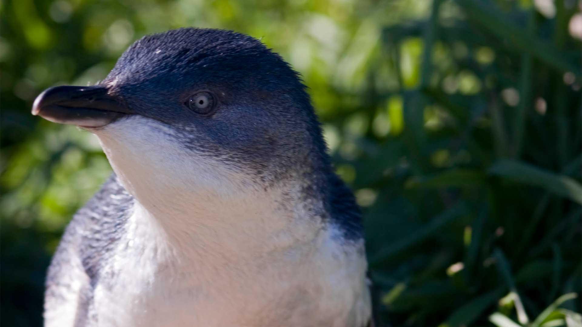 A marine Mili series: The littlest penguins of all!